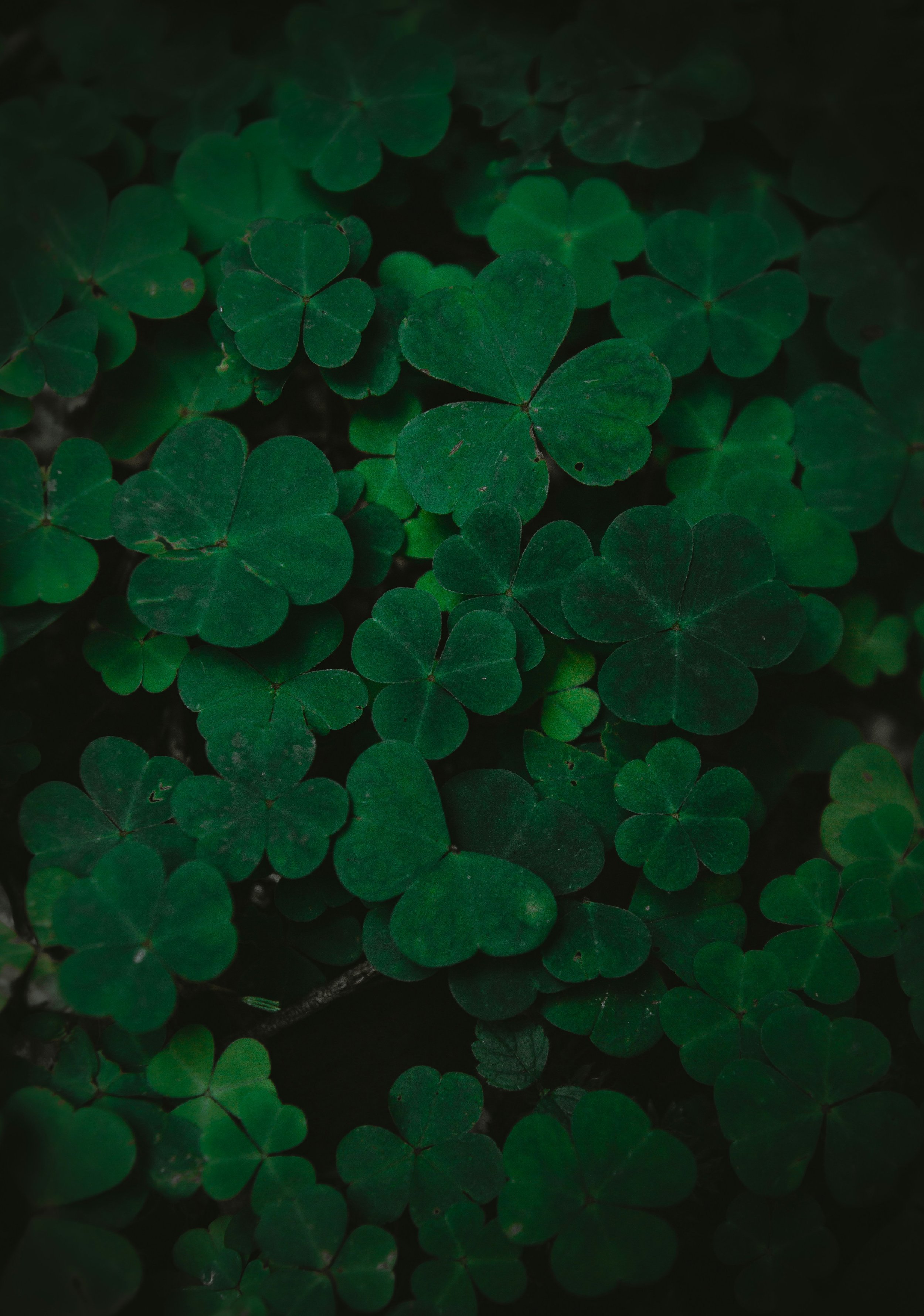 erika-sz-xZqHLAd-r-s-unsplash.jpg