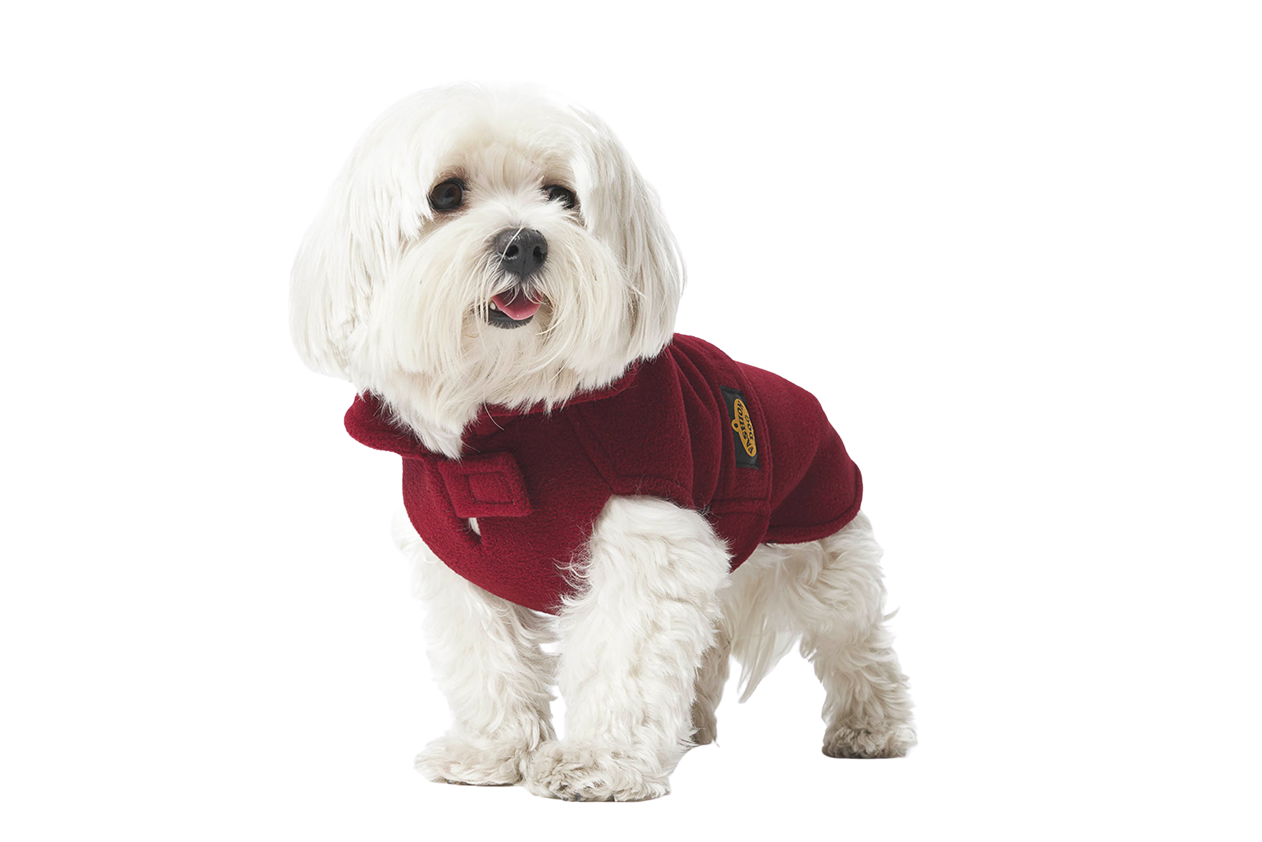 Cane bianco indossa un giubbotto rosso con cerniera.