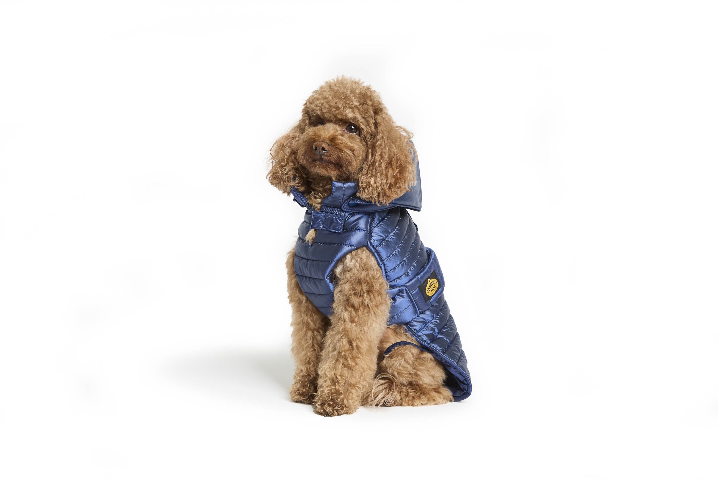 Cane di pechinese con pelliccia riccia, vestito con giacca stunblue in nylon, seduto su sfondo bianco.
