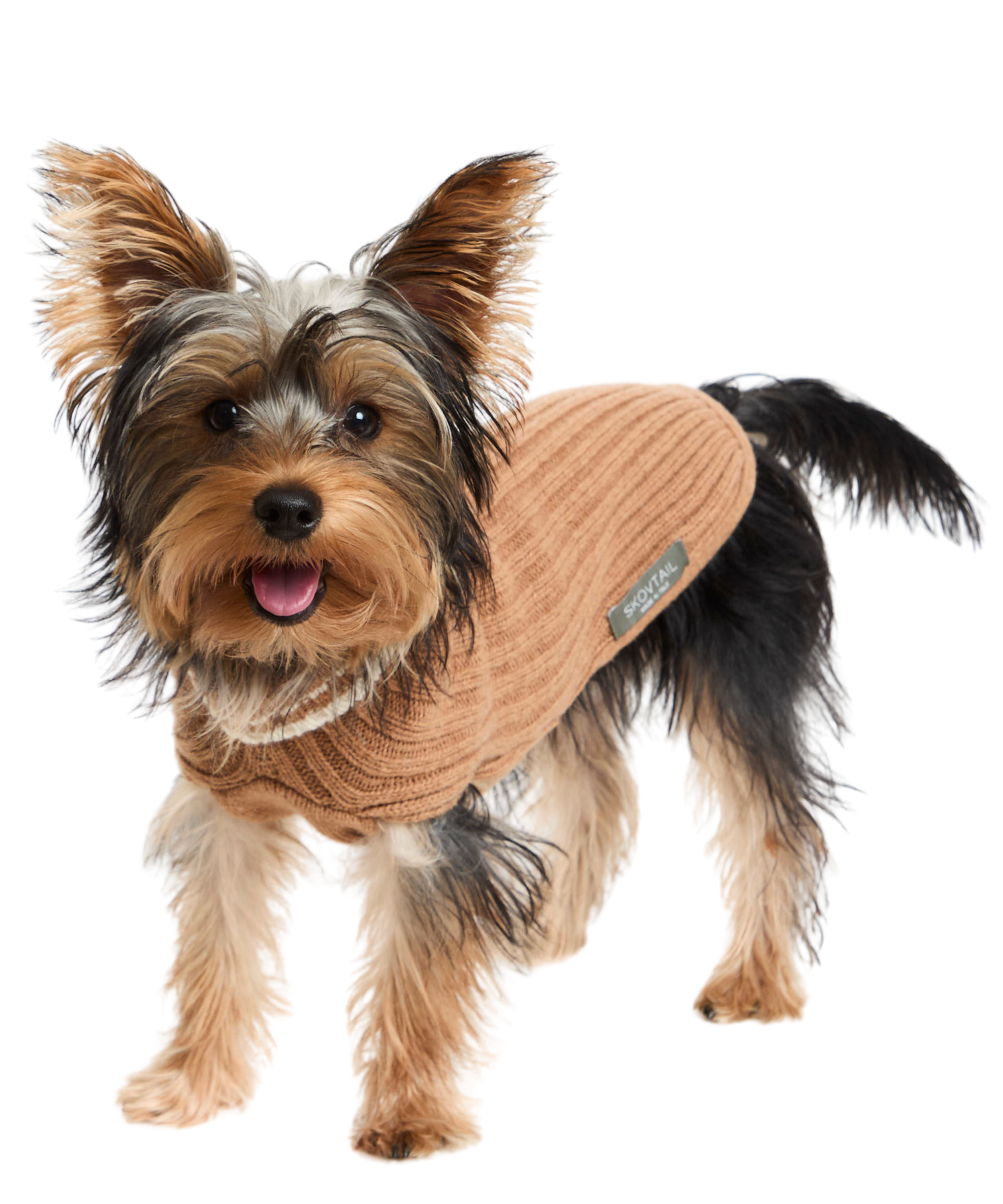 Cane di piccola taglia con pelliccia lunga, vestito con maglione color sabbia.