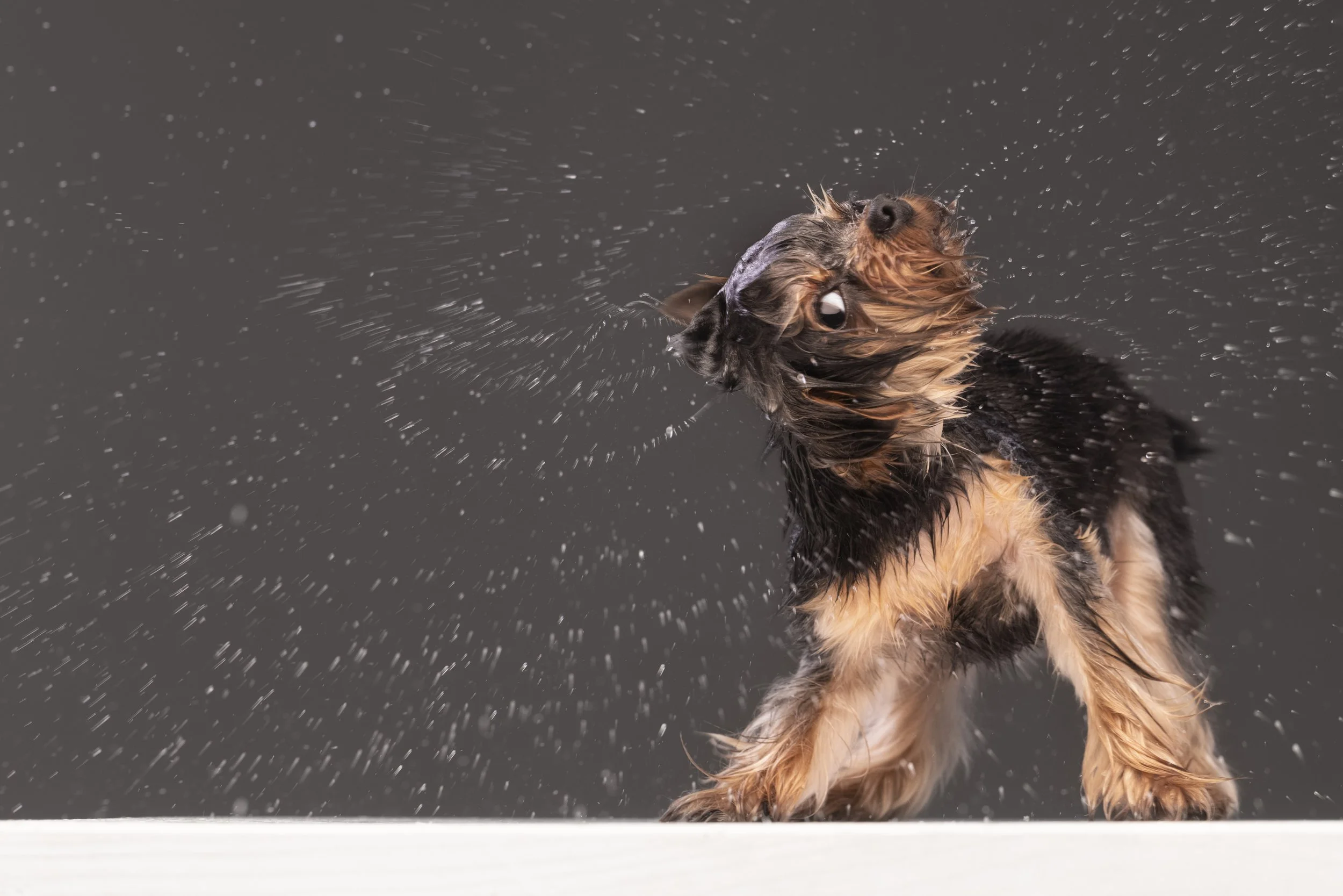 Un cane di razza Yorkshire terrier che si scuote mentre si bagna, creando schizzi d'acqua intorno.