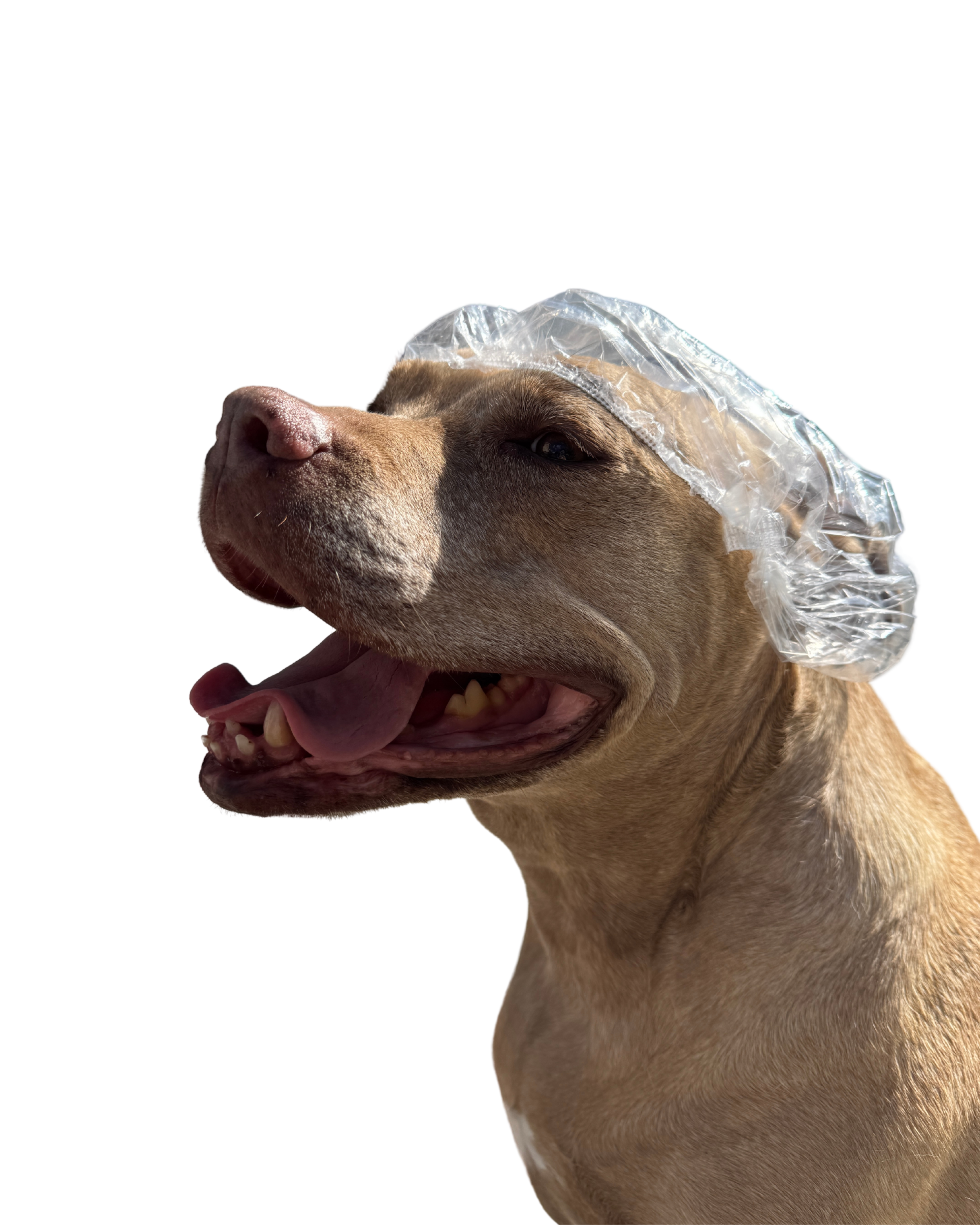 Cane marrone con un cappello di plastica, con la bocca aperta. Abbastanza felice.