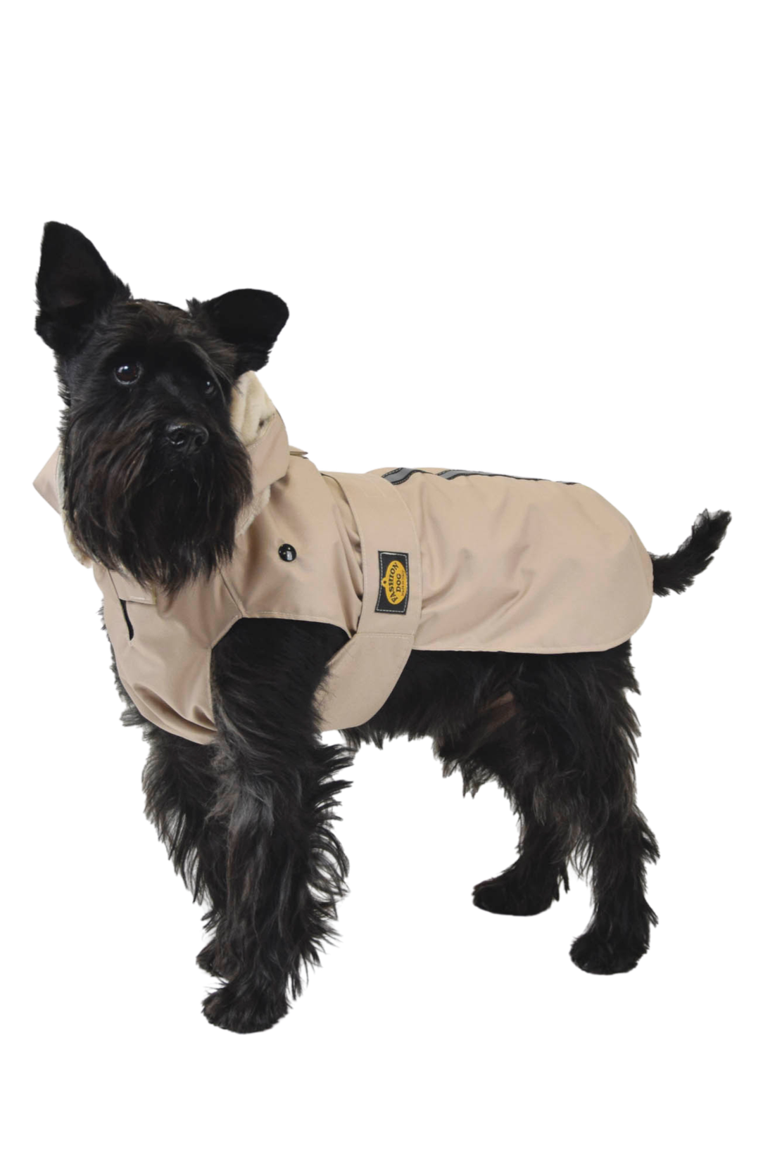 Cane di razza Skye Terrier vestito con giacca beige con patch giallo e nero, mirando verso la fotocamera, sfondo nero.