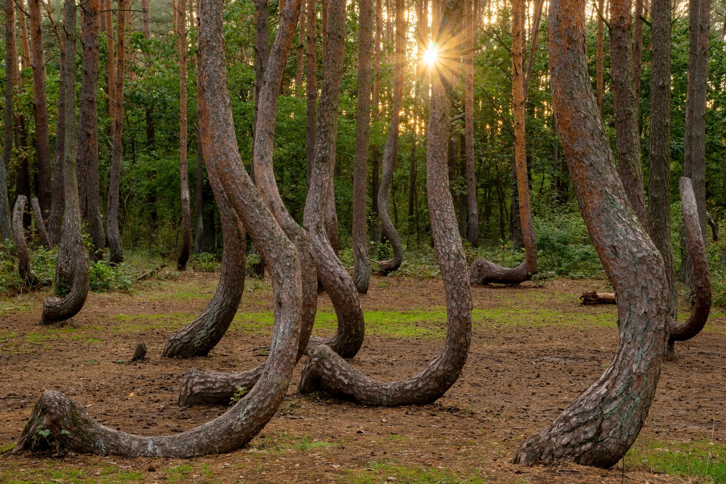 Foresta con alberi dalla corteccia ruvida e tronchi curvi, con il sole che tramonta tra gli alberi, creando raggi di luce che filtrano tra le foglie.
