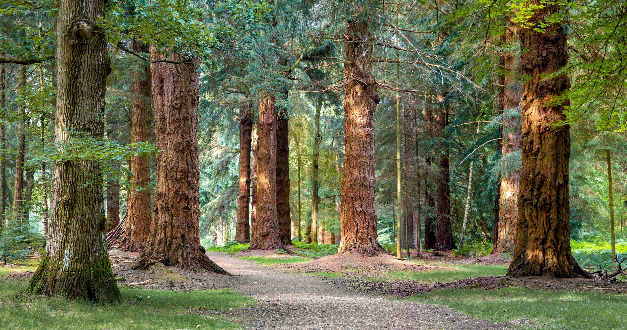 Sentiero nel bosco con grandi alberi e vegetazione verde, luce solare filtrata tra gli alberi.