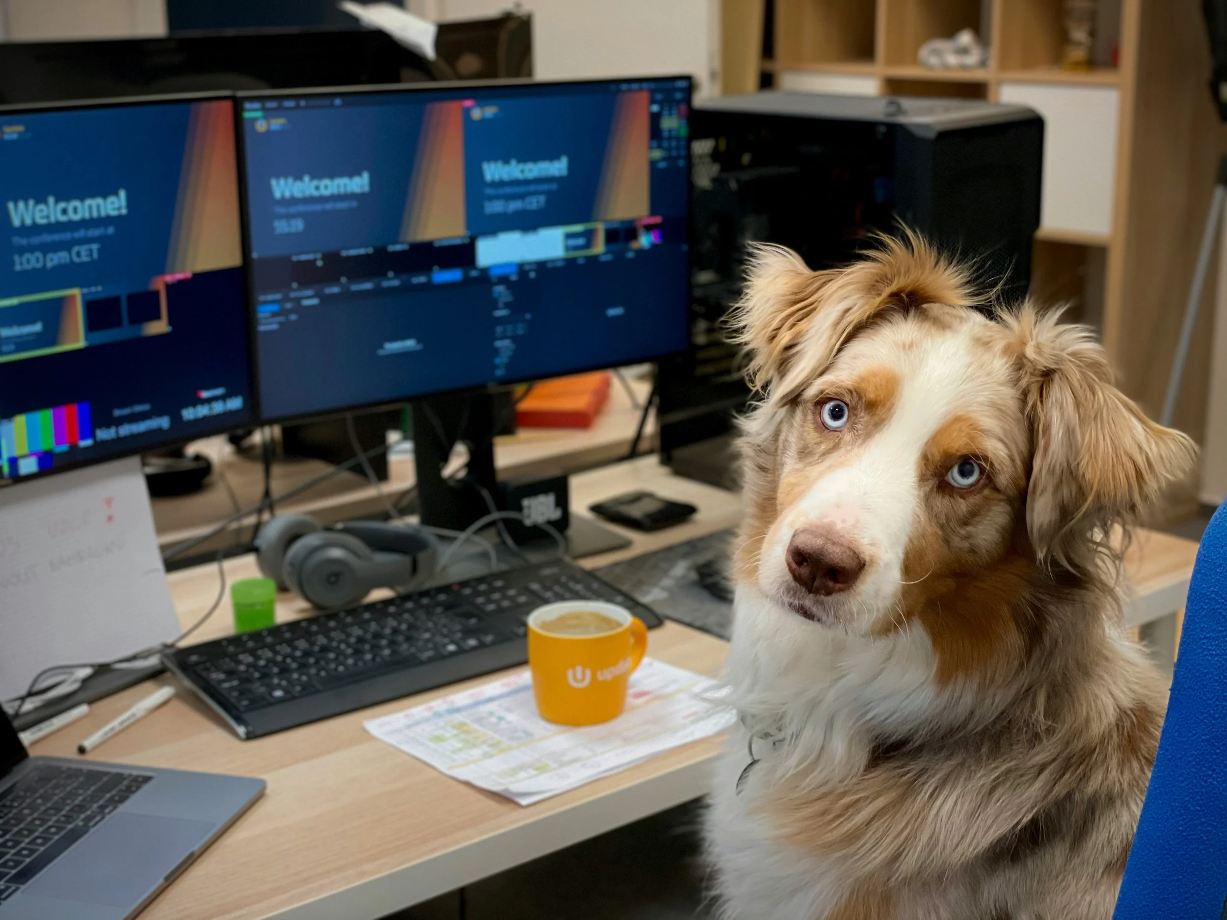 Un cane cu occhi azzurri seduto davanti a una scrivania con due monitor, una tastiera, alcune cuffie, un foglio, una penna, un mug giallo con una bevanda calda e un computer portatile.