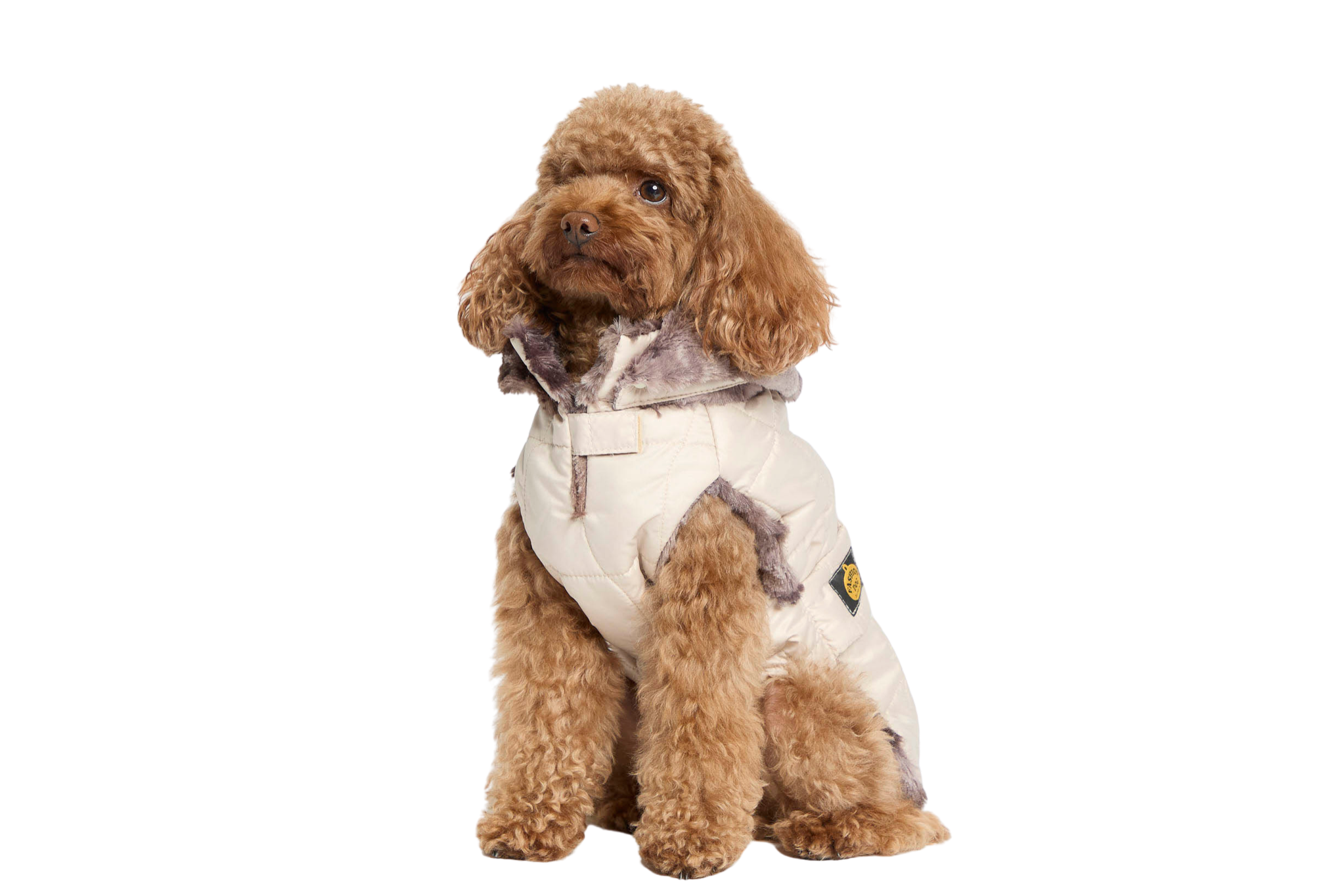 Cagnolino pomerania con cappotto beige e cappuccio in tessuto peloso, seduto su sfondo bianco.