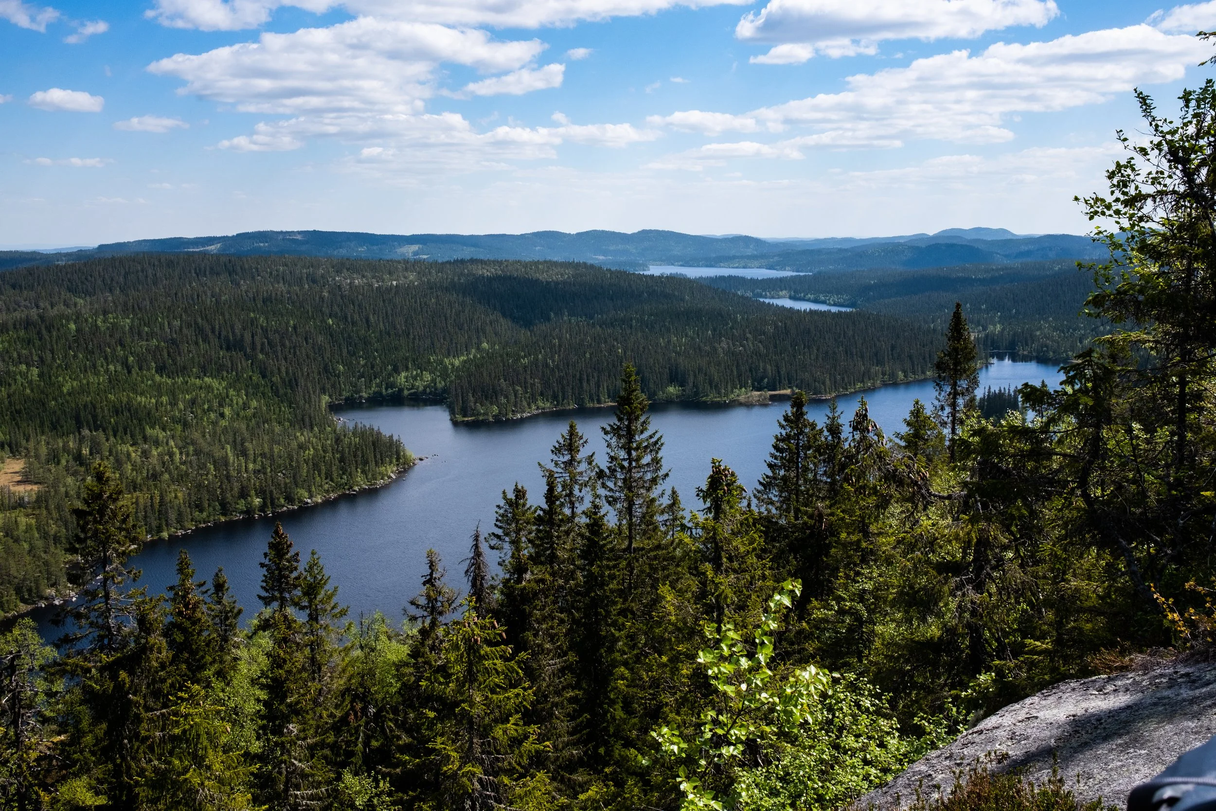 Panorama di un lago circondato da foreste di conifere e colline, con cielo nuvoloso e qualche radice di albero in primo piano.
