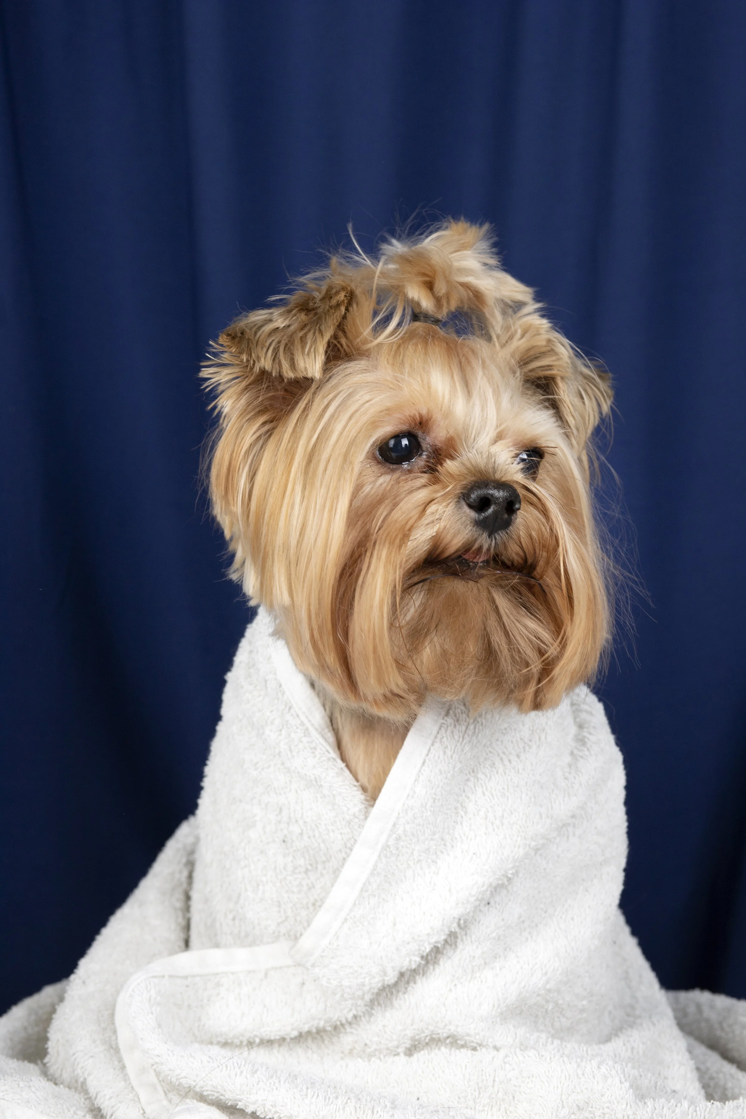 Cane di piccola taglia avvolto in una asciugamano bianca, con sfondo blu.