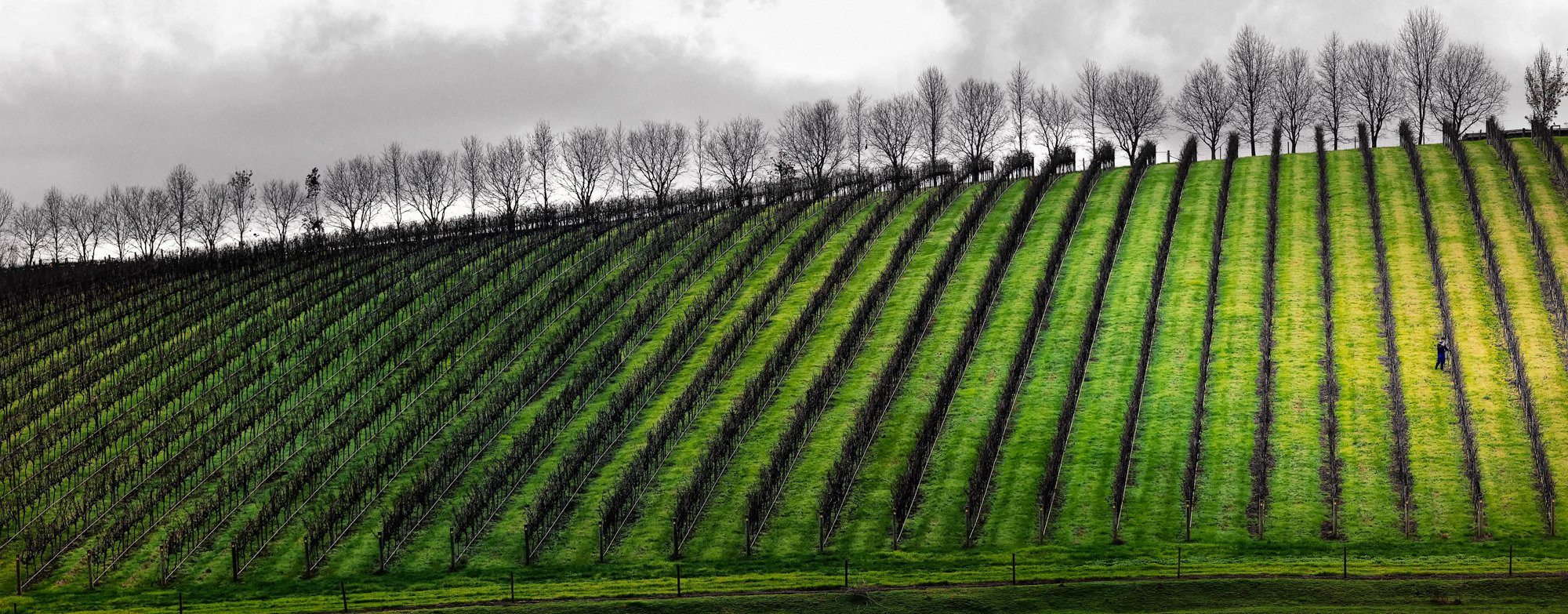 Pemberton Vineyard