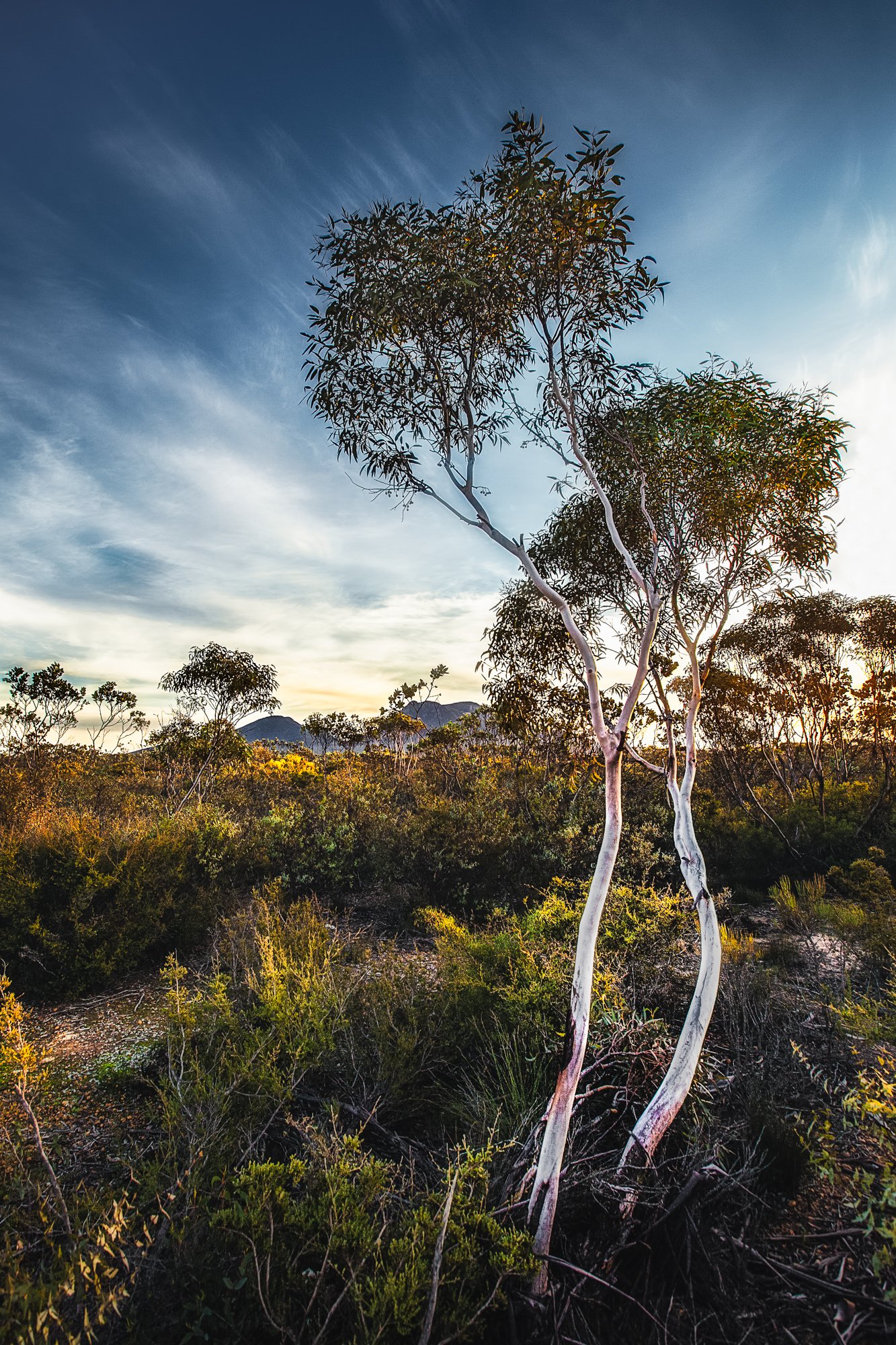 Stirling Ranges Trees