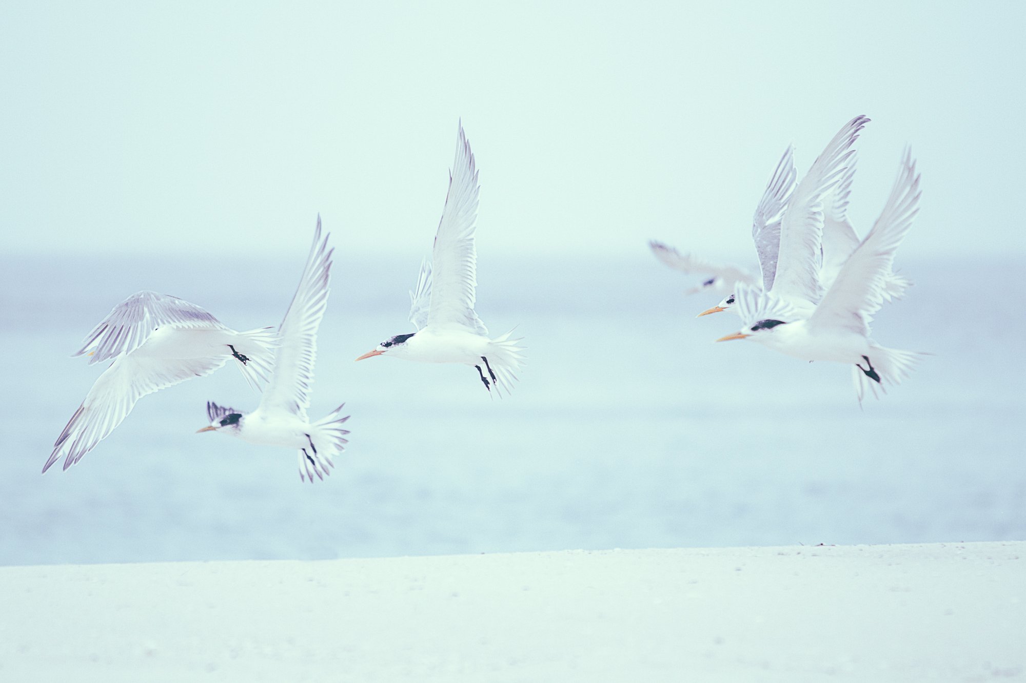 Albany Gulls