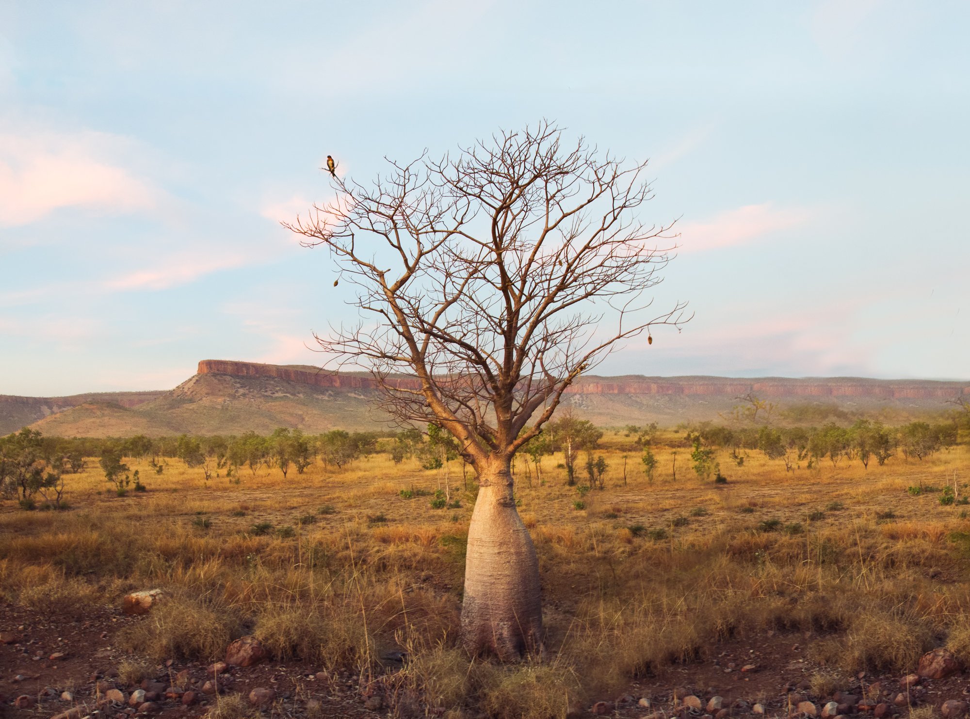 Cockburn Ranges