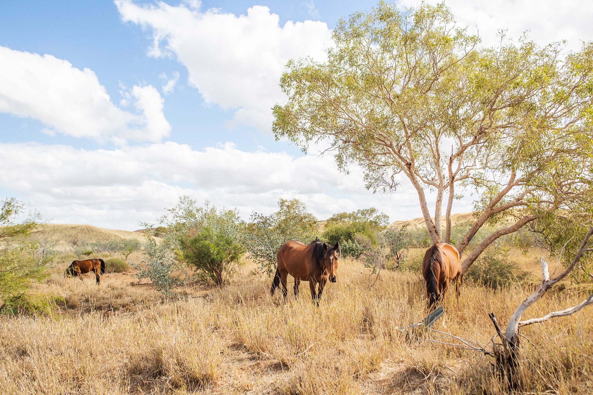 Pilbara Horses