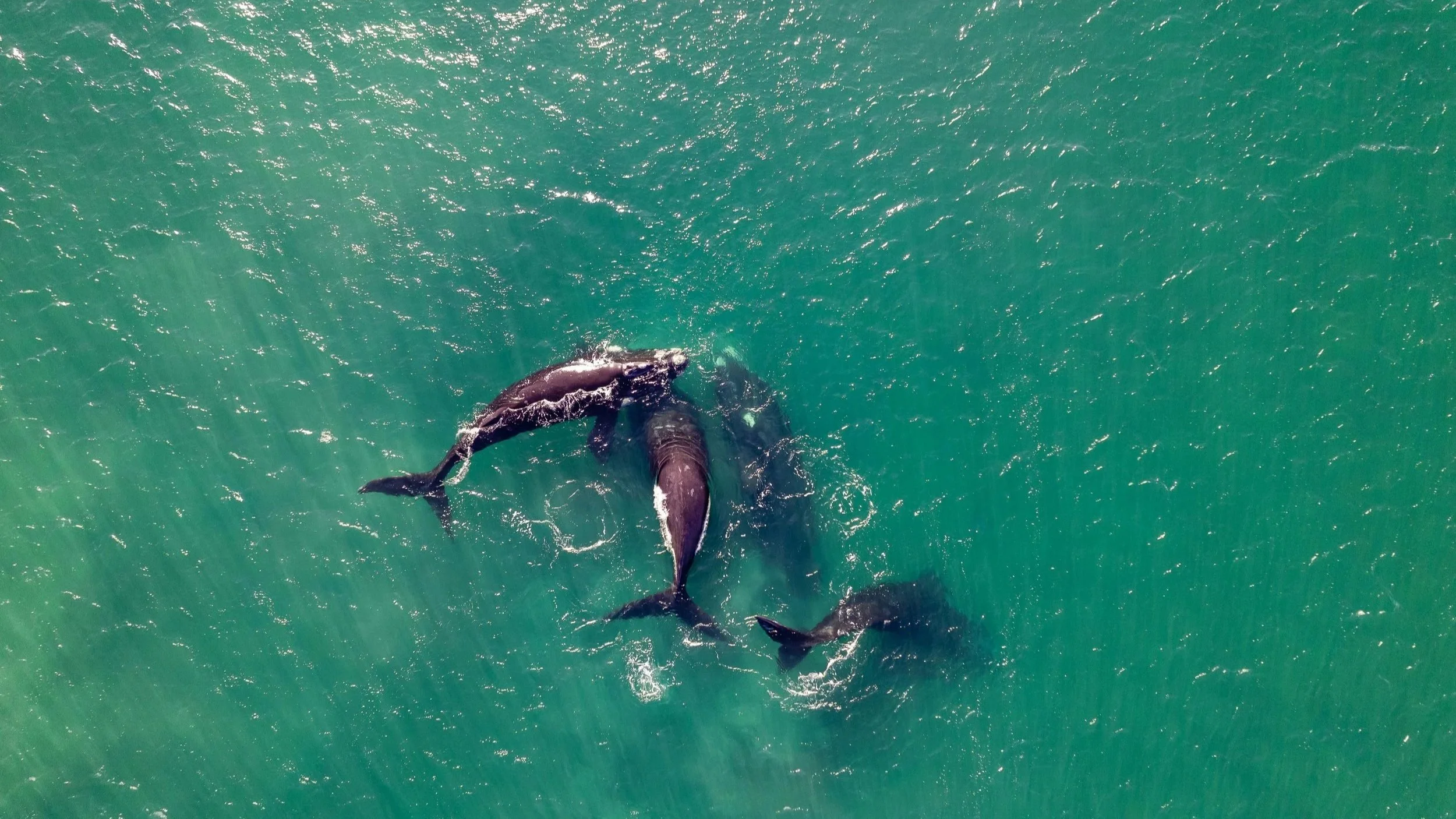 Why Menopause Exists: What Whales, Wisdom and Evolution Are Trying to Tell You