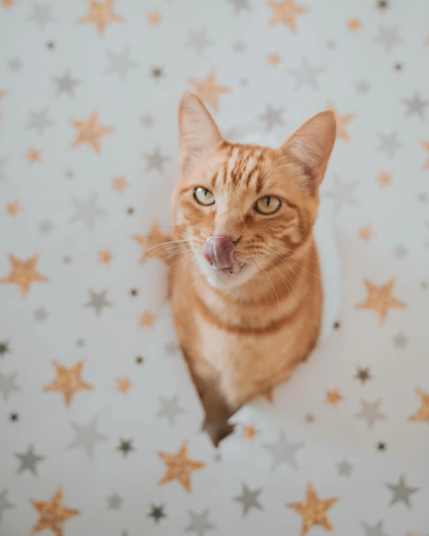 Sempre &eacute;s un bon moment per fer una sessi&oacute; de fotos als m&eacute;s peluts i les m&eacute;s peludes! 🐈🐾
.
.
T&rsquo;animes? Escriu-me sense comprom&iacute;s! 📩&hearts;️✨

#cat #animal #catsofinstagram #animals #photograpyanimals #chri
