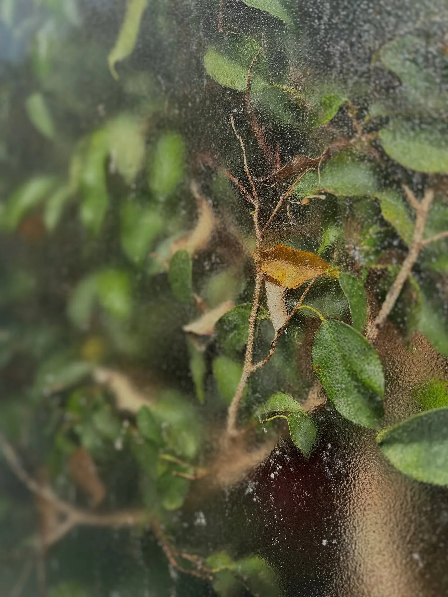 Still performance - Soft.