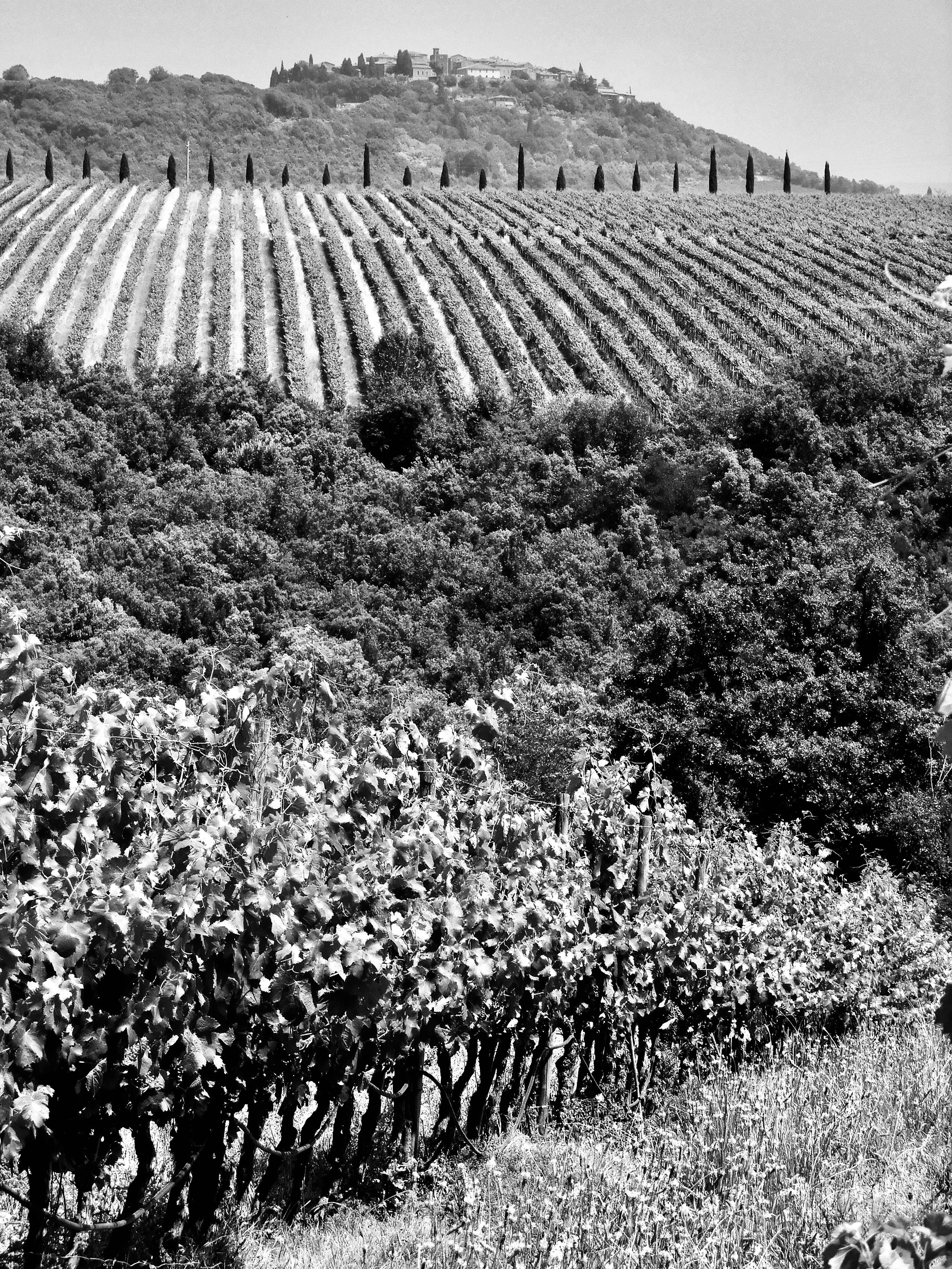 Montalcino.jpeg