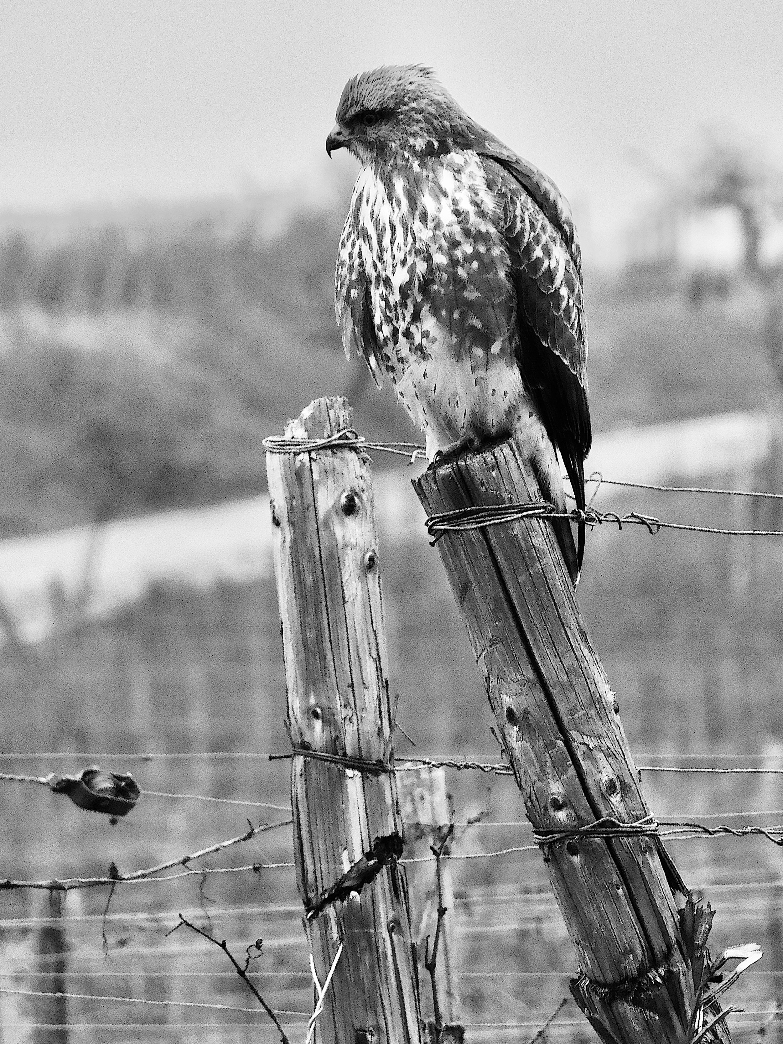 hawk-alsace.jpg ©Stefano Zanoncello.jpeg