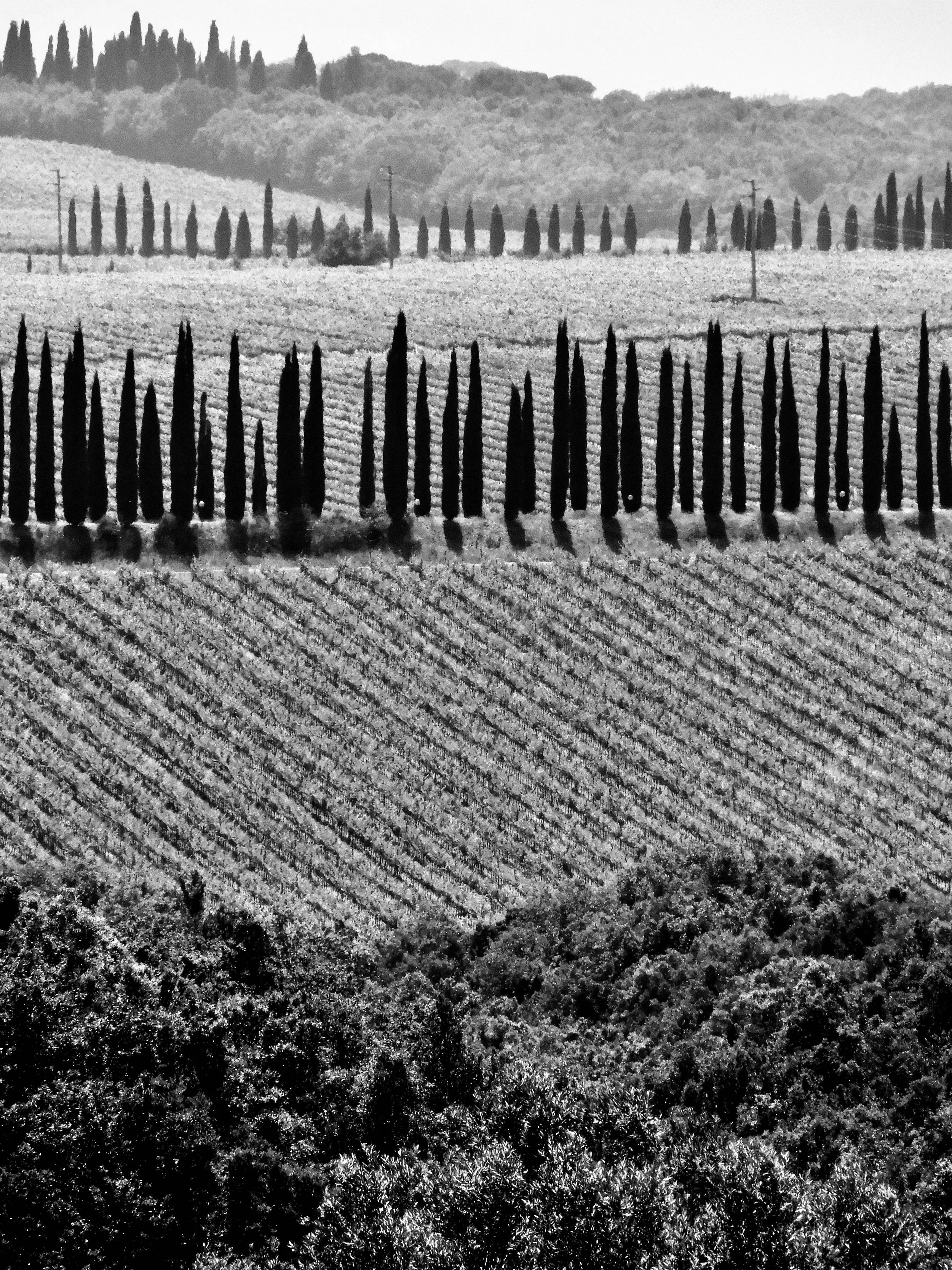 Montalcino-Tavernelle.jpeg