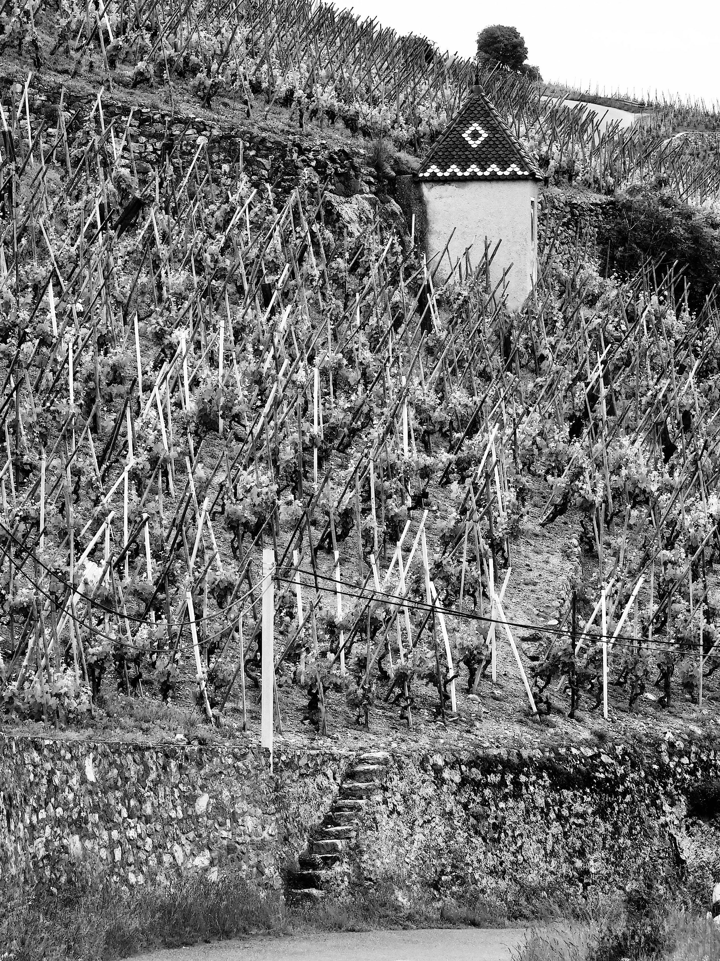 cote-rotie-northern-rhone.jpg ©Stefano Zanoncello.jpeg