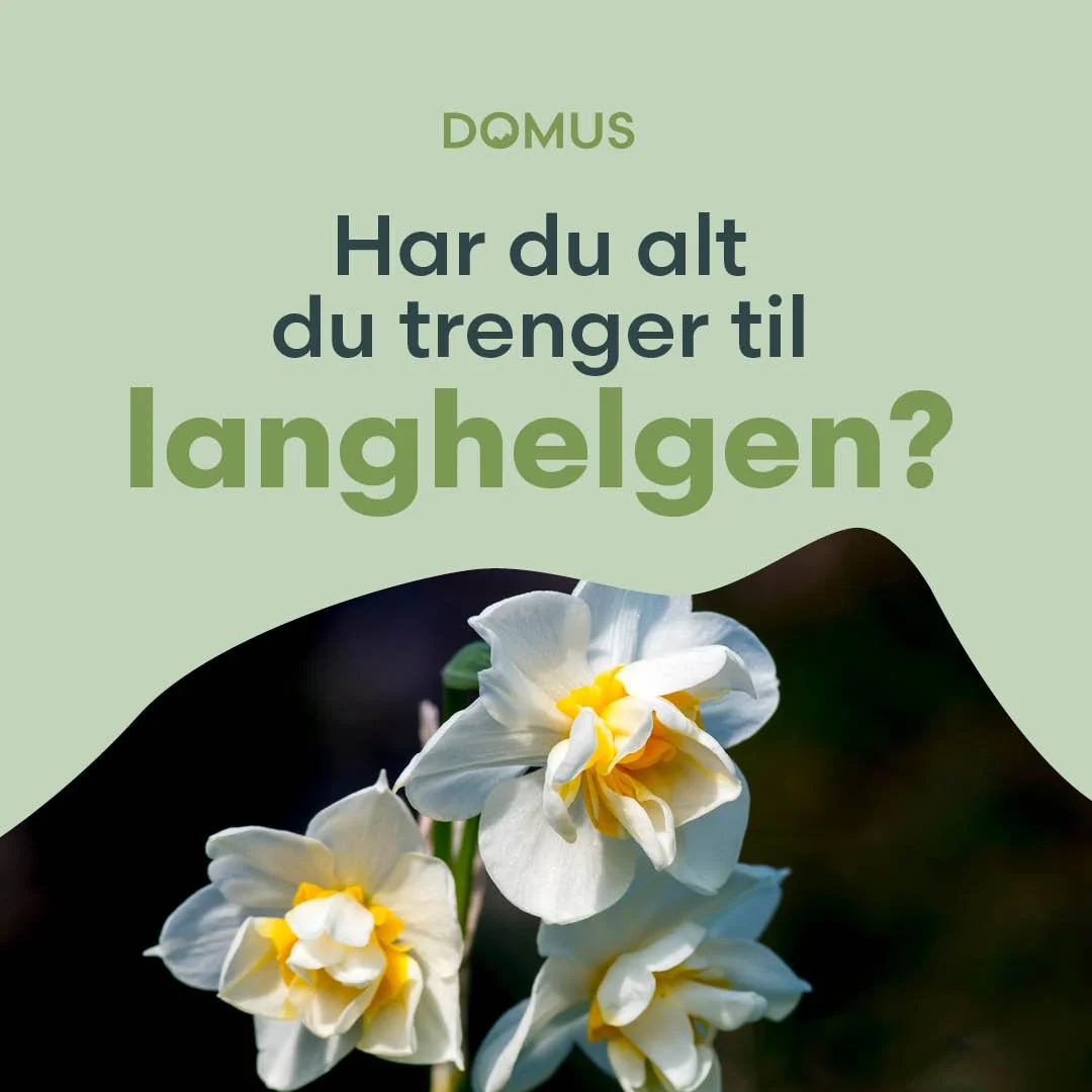 Pinsen på Domus Oppdal