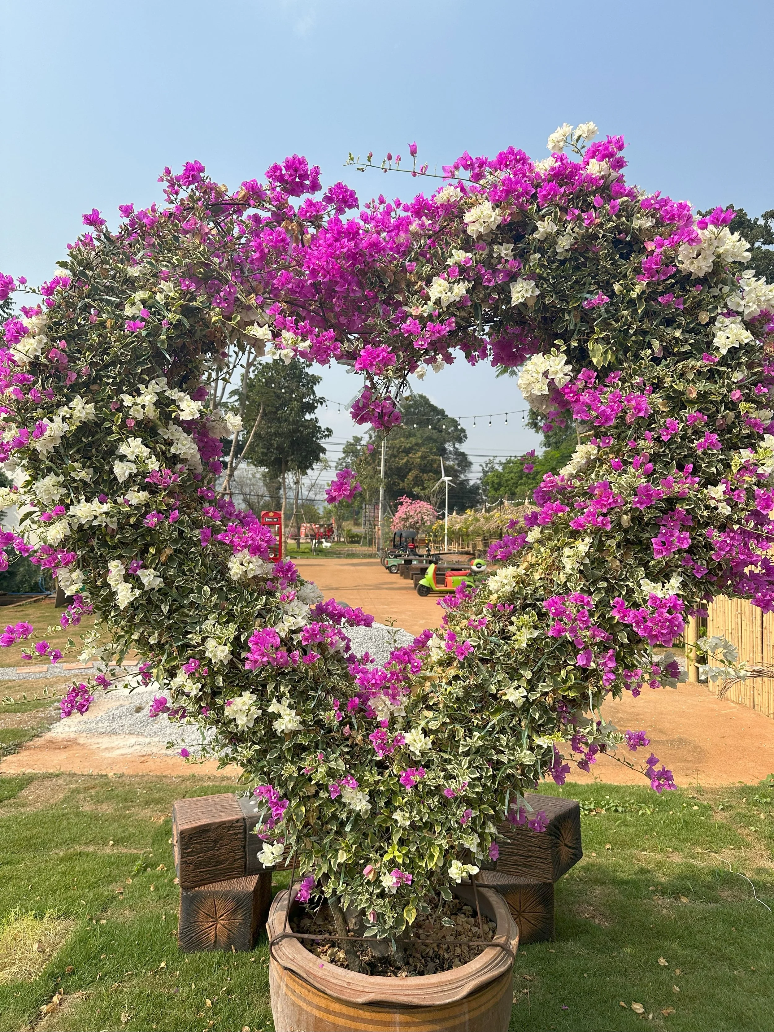 Juldis Bougainvilla Heart.jpg