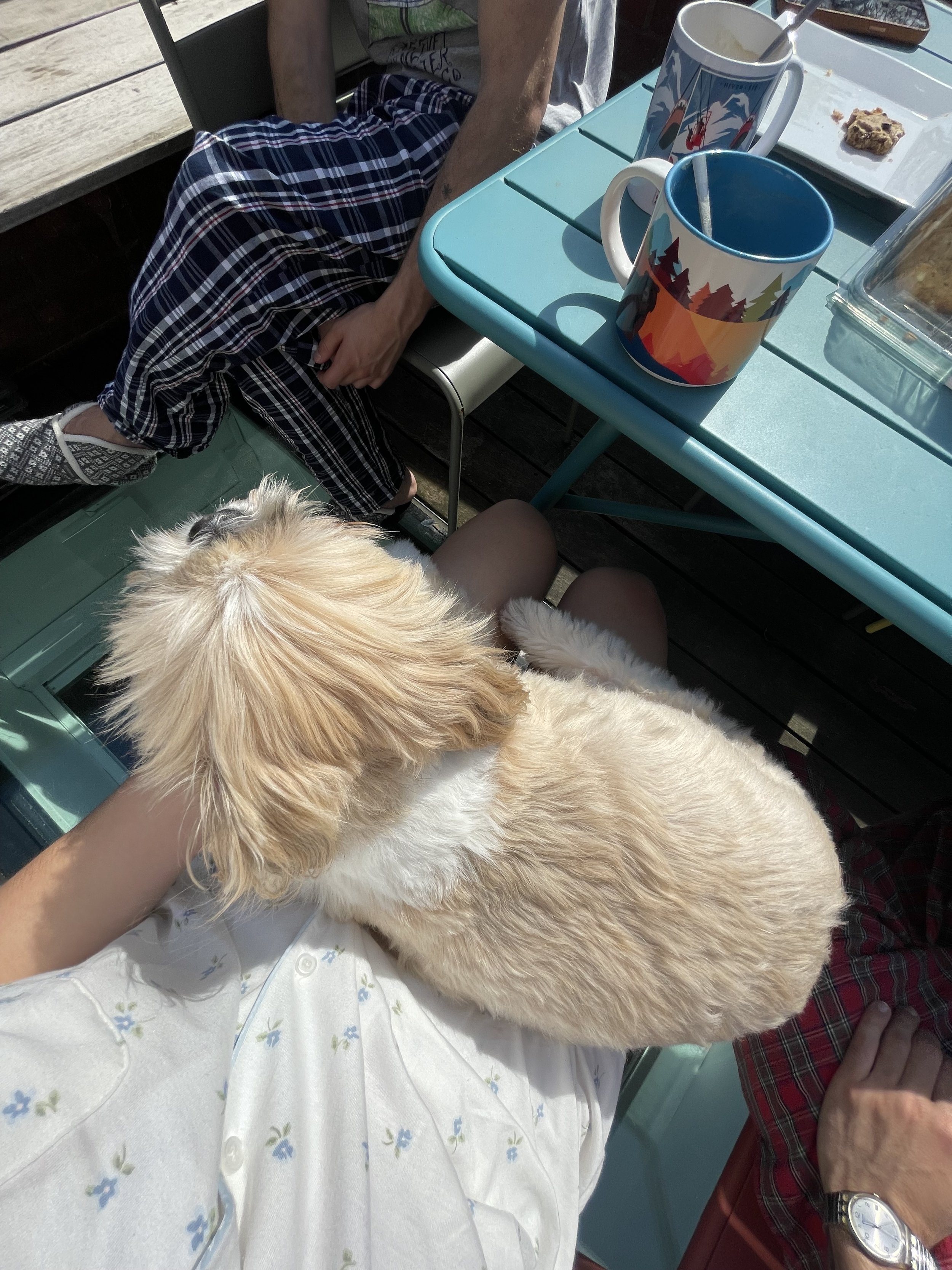 (3) went home and saw my dog
