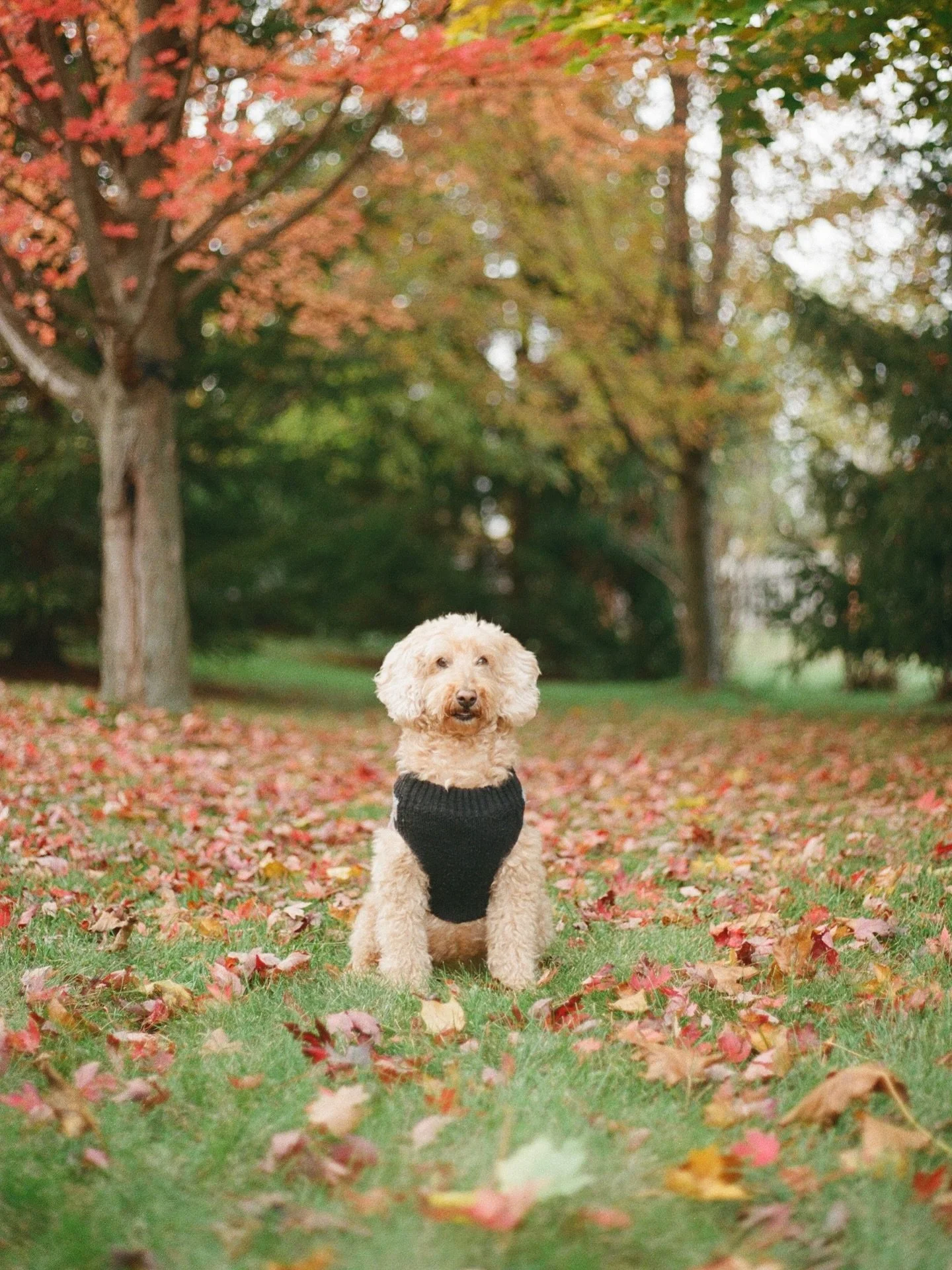 Happy Birthday to our favourite little girl! Can&rsquo;t believe she&rsquo;s 10🎉🐶