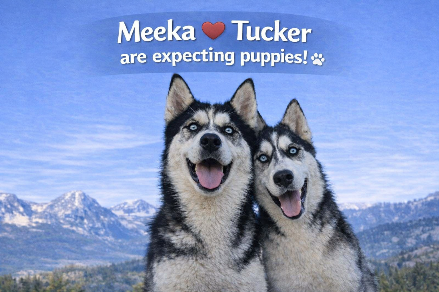 Meeka x Tucker Spring 2026 litter deposit