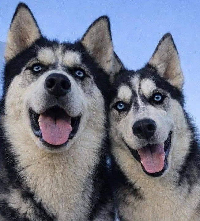 651271623_122178981158603306_1592716950592747046_n (1).jpg