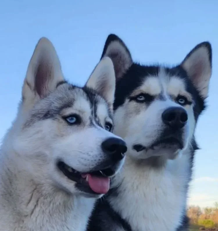 Calliope x Tucker Spring 2026 litter deposit