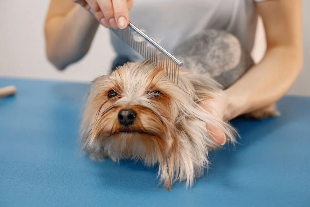 Why Does It Take 4 Hours to Groom a Dog? The Real Timeline Behind Professional Pet Care