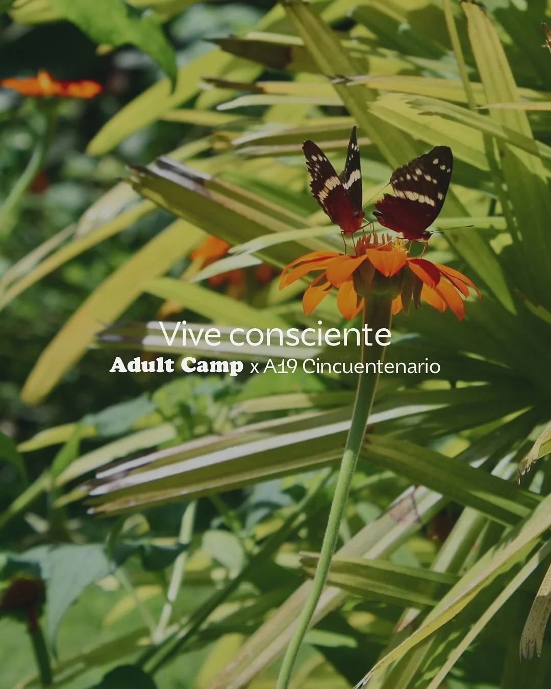 En misi&oacute;n, visi&oacute;n y compromiso, trabajar con @desarrolladora_aurea se sinti&oacute; alineado desde el comienzo.

Conversando la mejor manera de colaborar, se nos ocurri&oacute; plantar en papel semilla la intenci&oacute;n que queremos q