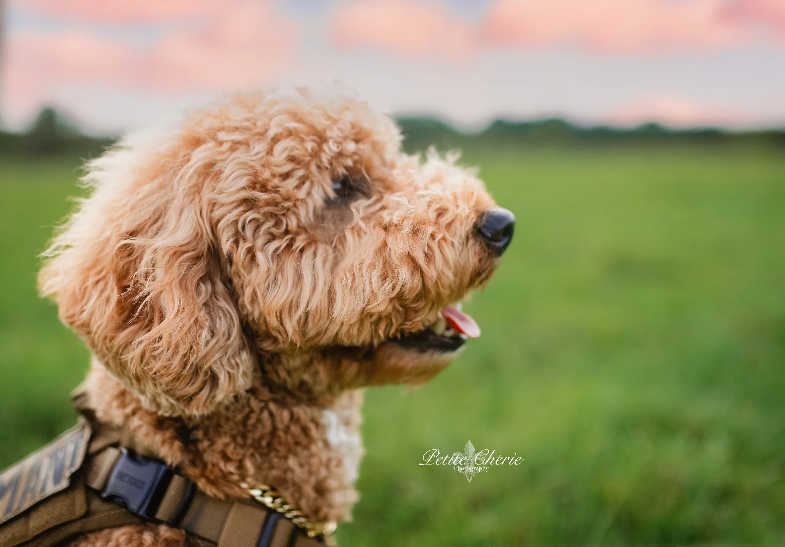IMG_0958-Edit-Edit 2.jpg