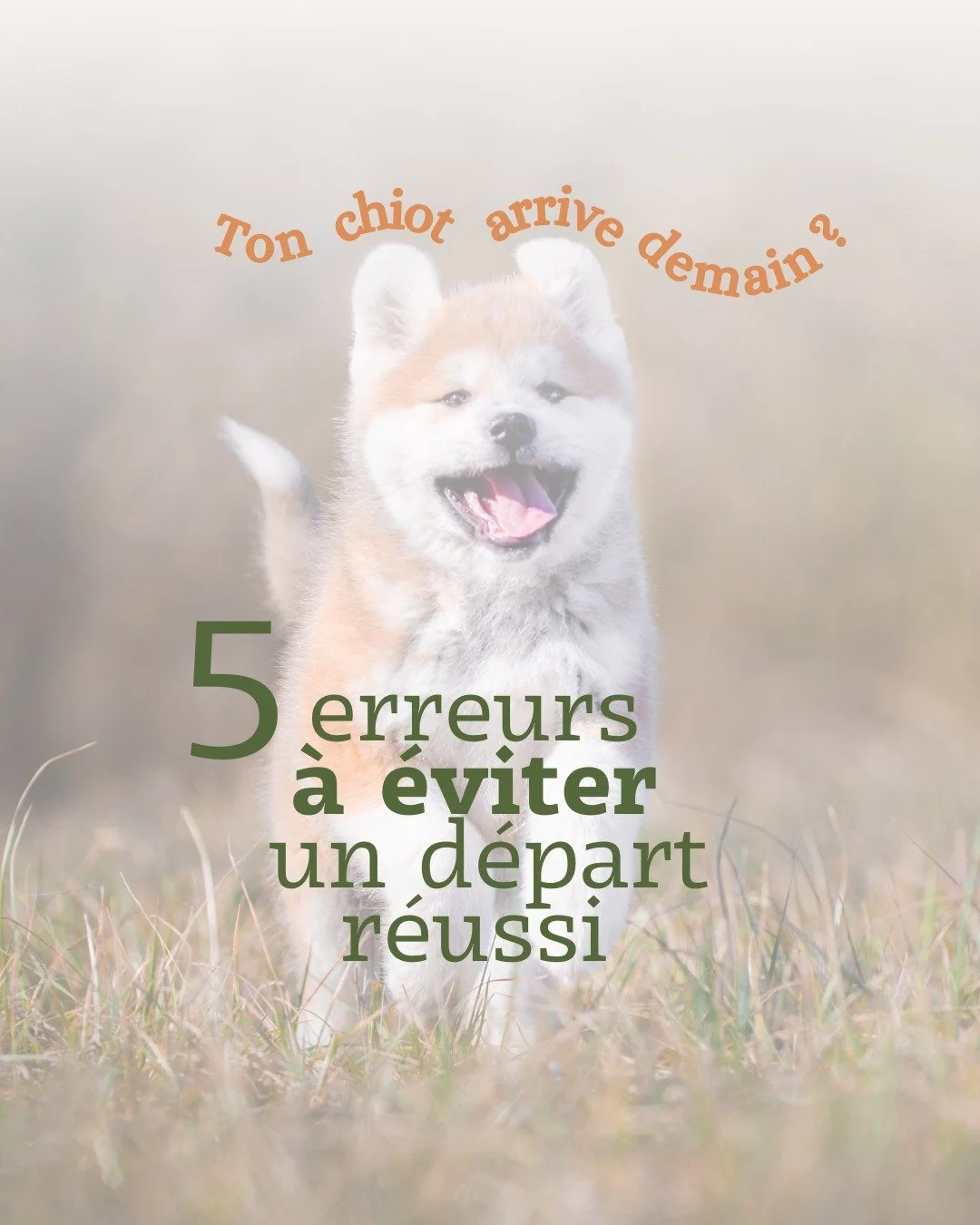 &Ccedil;a y est, le grand jour approche : ton chiot arrive ! 😍 

Entre excitation, petites b&ecirc;tises et c&acirc;lins qui font fondre le c&oelig;ur, accueillir un chiot, c&rsquo;est un peu comme inviter un b&eacute;b&eacute; hyperactif et plein d