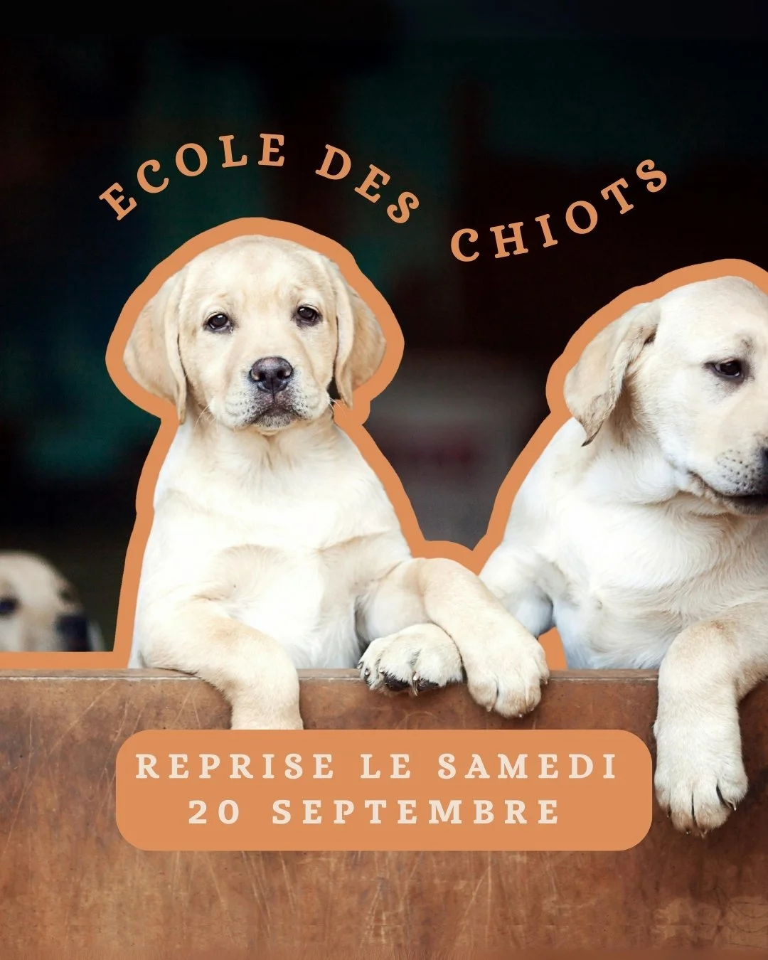 🐶 Bonne nouvelle : l&rsquo;&eacute;cole des chiots Tous en Vadrouille reprend d&egrave;s le 20 septembre !

Un programme pens&eacute; pour offrir &agrave; ton chiot ce qu&rsquo;il y a de plus pr&eacute;cieux pendant ses premiers mois :
✨ Socialisati