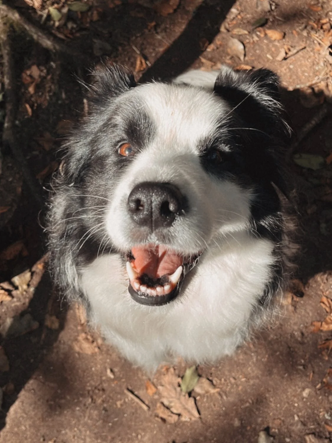 Et si ton chien avait&hellip; son propre groupe de copains ? 🐶🎉&rdquo;

Un chien heureux, ce n&rsquo;est pas seulement des balades en laisse dans le quartier.

C&rsquo;est aussi :
👯 Retrouver ses copains chaque semaine (le m&ecirc;me groupe = des 