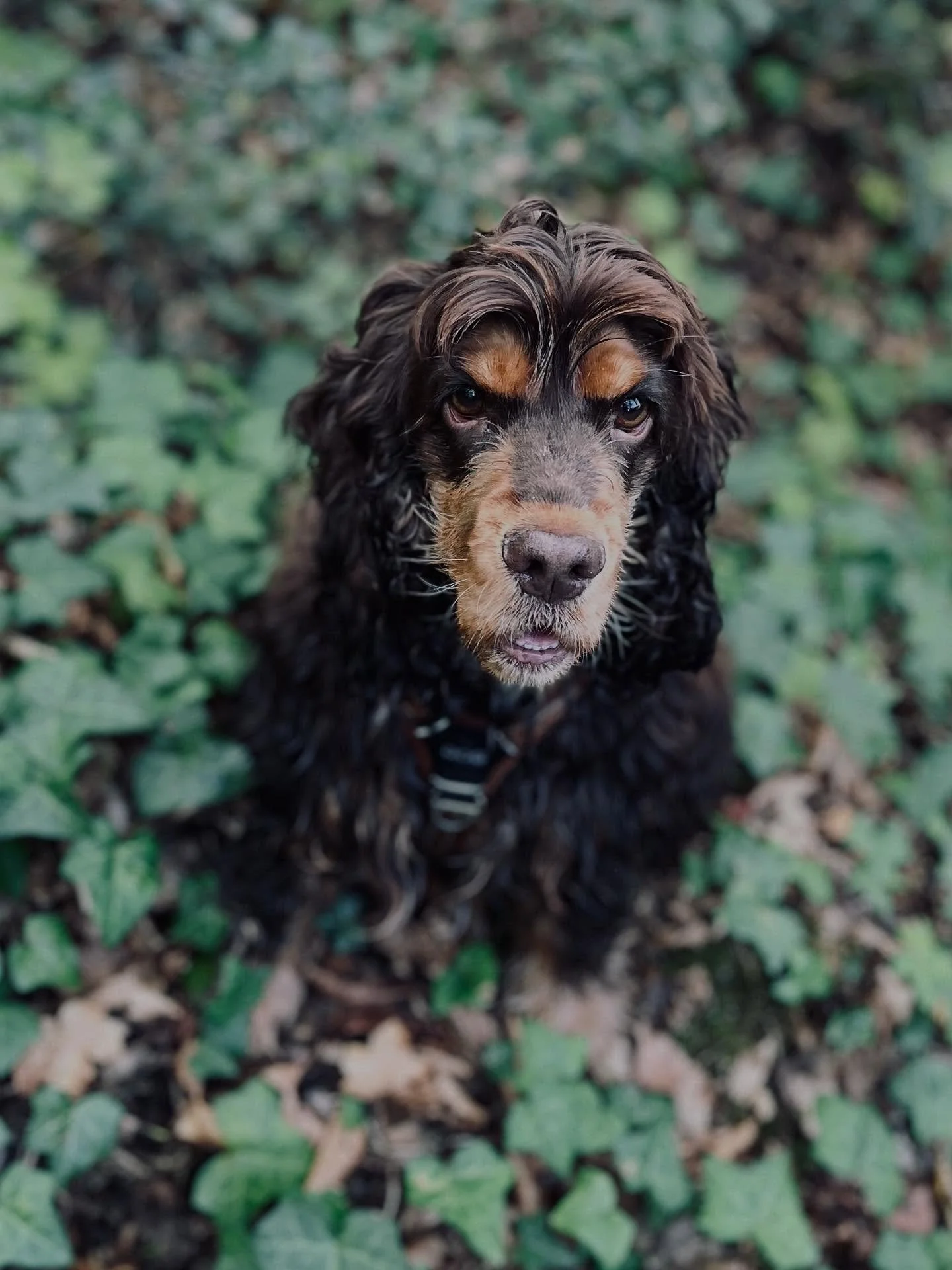 Aujourd&rsquo;hui, on a vadrouill&eacute;, renifl&eacute;, explor&eacute; 🌲🐶&hellip; et je crois que les chiens sont encore en train de r&ecirc;ver de cette balade 💤✨.

👉 Ce que tu vois en photo/vid&eacute;o, ce n&rsquo;est pas &ldquo;juste&rdquo
