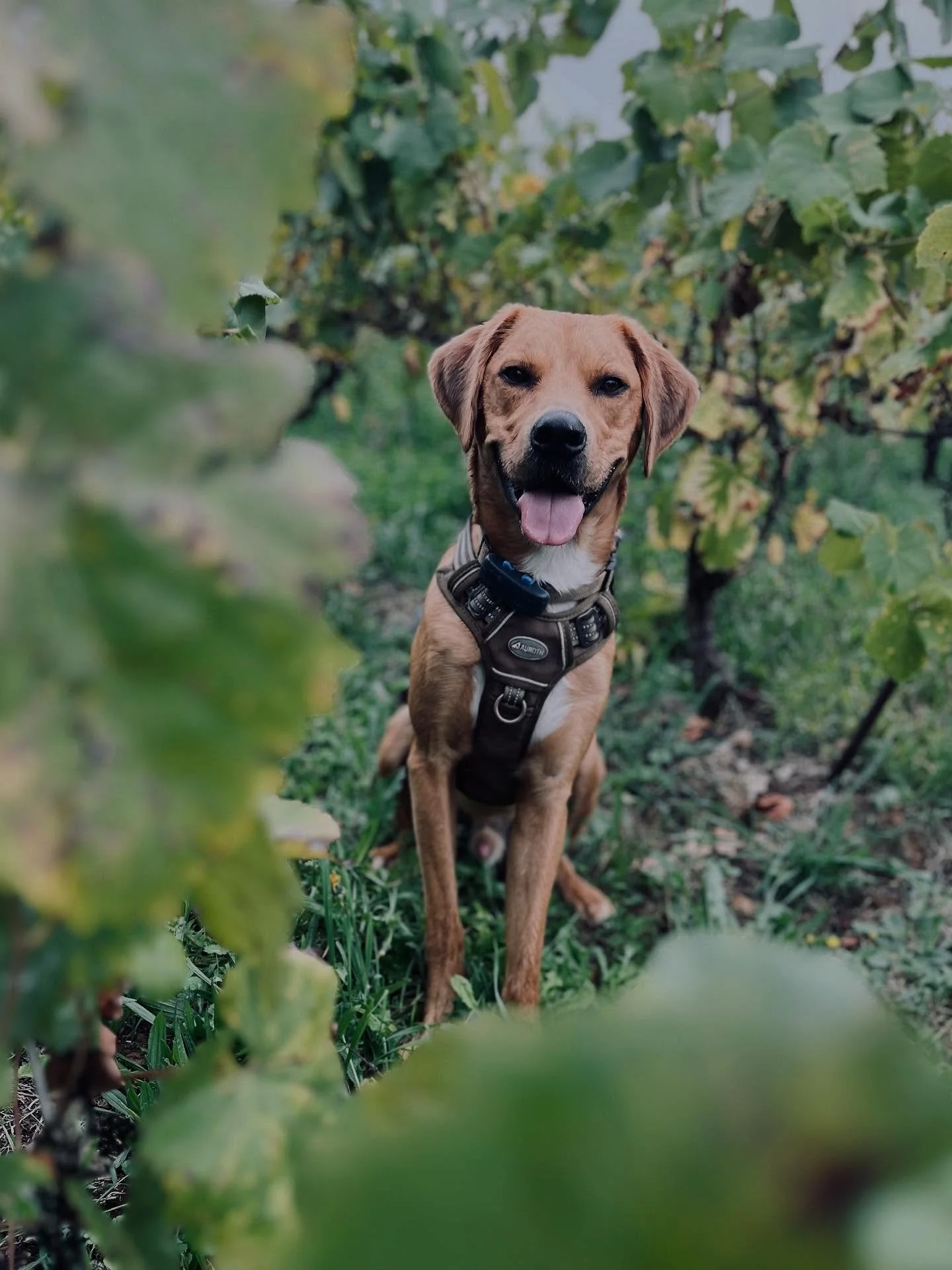 Ton chien a un jardin ? C&rsquo;est super mais&hellip; 

Mais soyons clairs : un jardin ne remplacera jamais une vraie promenade.

Pourquoi ?
1️⃣ Le jardin, il le conna&icirc;t par c&oelig;ur &rarr; z&eacute;ro nouveaut&eacute;, z&eacute;ro stimulati