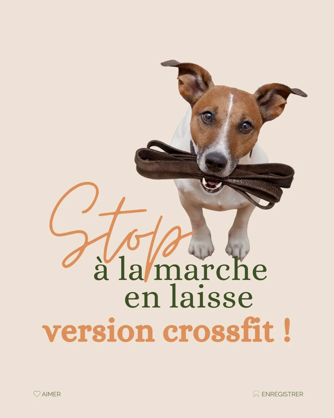 Tu avais imagin&eacute; des balades paisibles avec ton chiot, fa&ccedil;on pub pour croquettes :
toi, souriante, ton chiot marchant sagement &agrave; c&ocirc;t&eacute;, la laisse flottant comme un ruban l&eacute;ger&hellip;

Et la r&eacute;alit&eacut