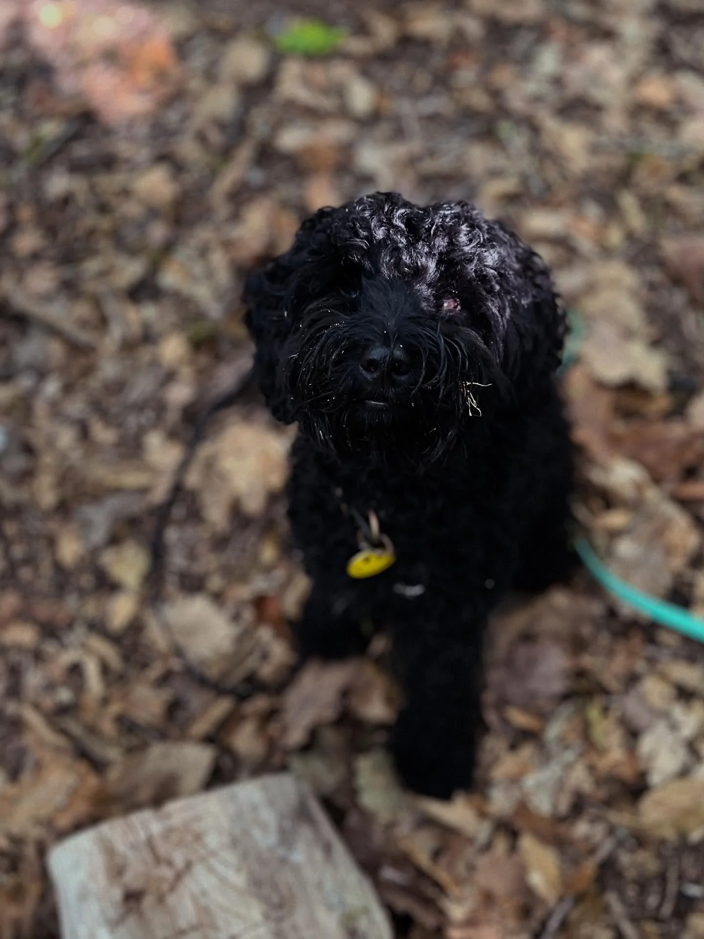 🧠 Un chien bien promen&eacute;, c&rsquo;est un chien bien dans sa t&ecirc;te 💚

🐾 Tu penses que promener ton chien, c&rsquo;est juste lui permettre de faire ses besoins ?
👉 En r&eacute;alit&eacute;, c&rsquo;est un besoin fondamental &mdash; aussi