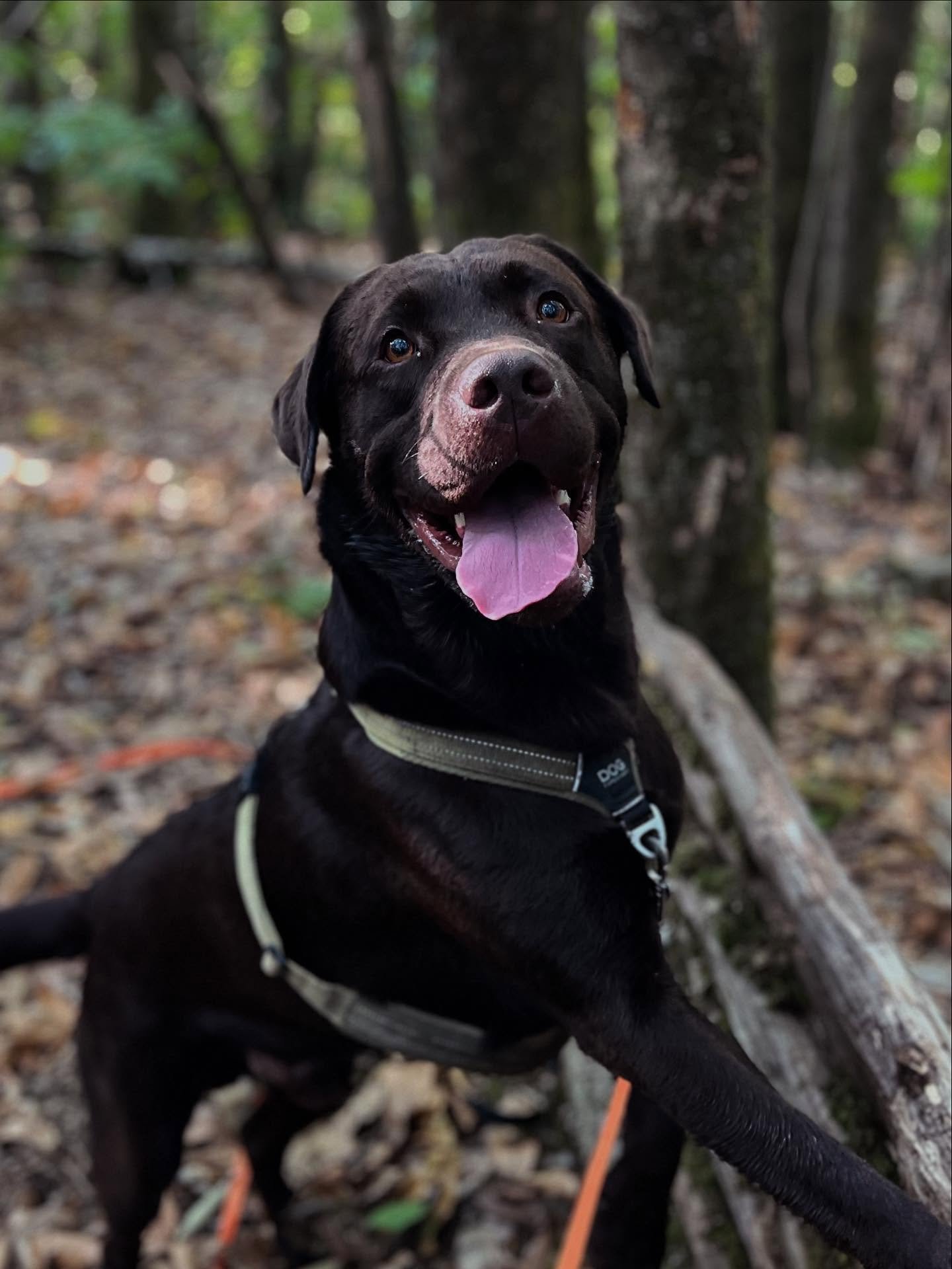 🐾 Quand ton chien rejoint une promenade collective&hellip; et que tu d&eacute;couvres tous ses super-pouvoirs !

👉 Les promenades collectives, ce n&rsquo;est pas juste une balade : c&rsquo;est un vrai booster pour le bien-&ecirc;tre de ton chien 😎