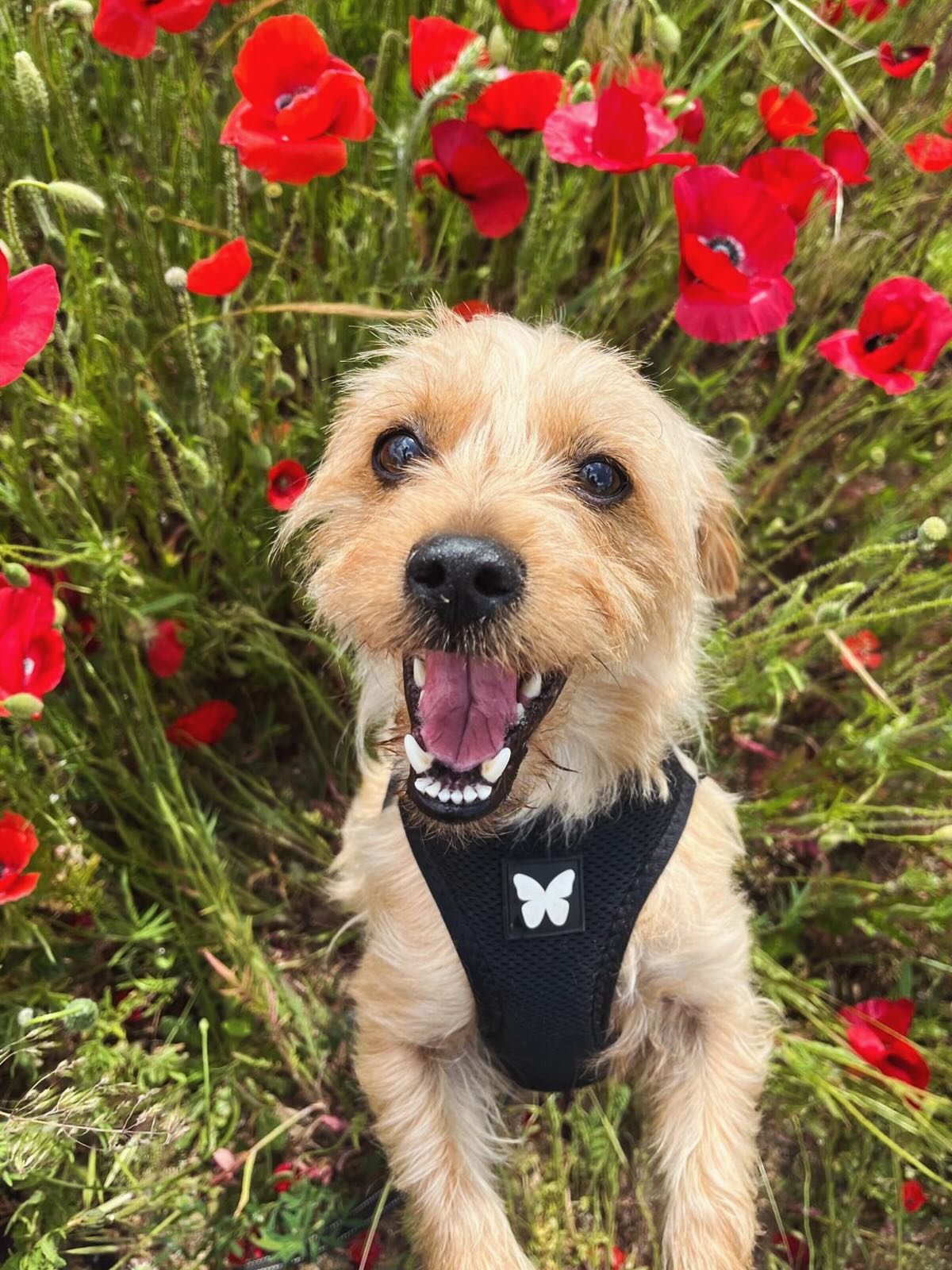 ✨ De la peur &agrave; la confiance&hellip; d&eacute;couvrez le parcours incroyable de R. 🐾💛

R. est un petit toutou qui a d&eacute;but&eacute; les promenades avec moi en avril 2024.

Son pass&eacute; &eacute;tait difficile, mais il a eu la chance d