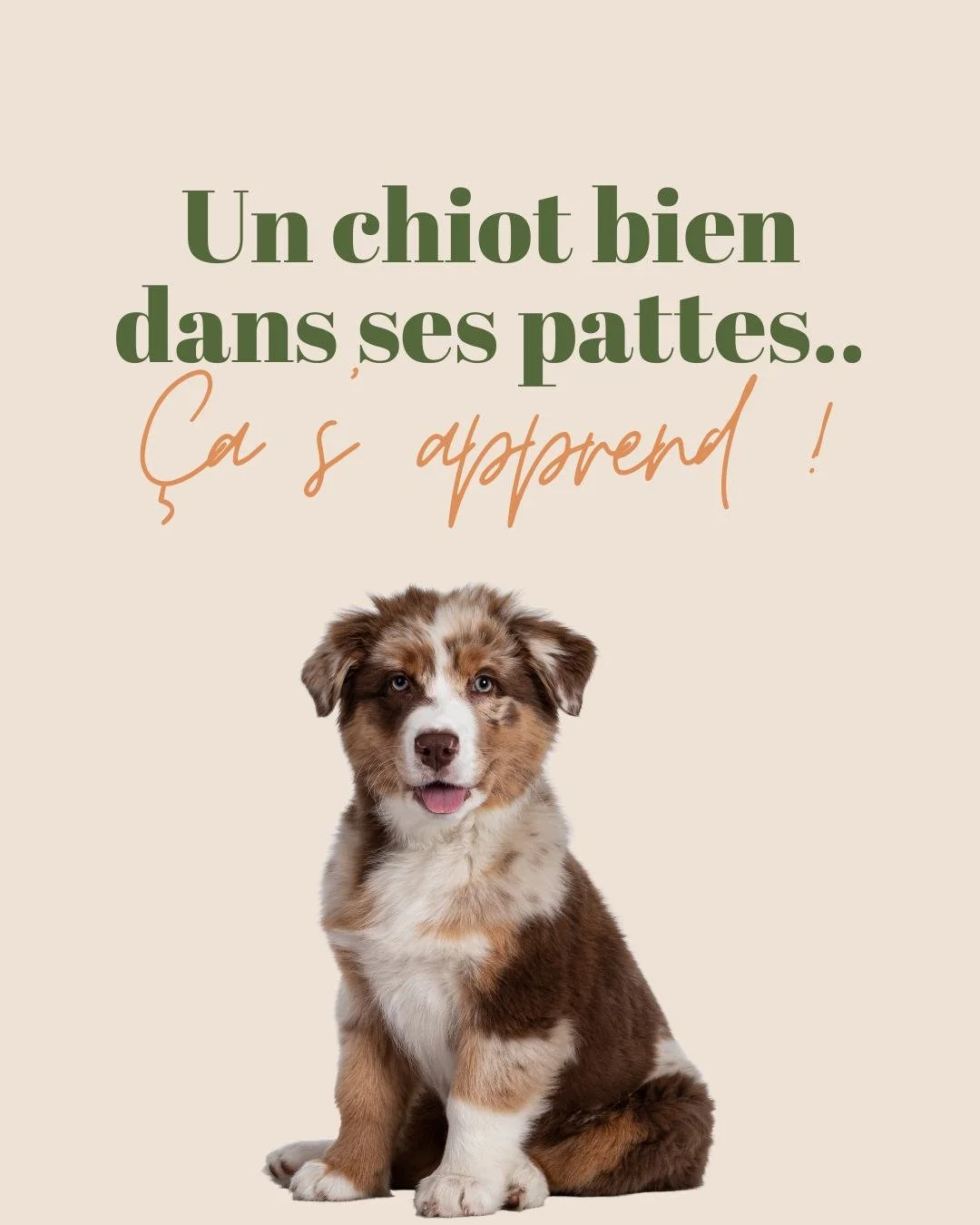 Ton chiot grandit vite&hellip; et si on lui apprenait d&egrave;s maintenant &agrave; devenir un adulte bien dans ses pattes ? 🐶💚

Tu veux que ton chiot devienne un compagnon serein, sociable et &agrave; l&rsquo;aise dans toutes les situations ?
Alo