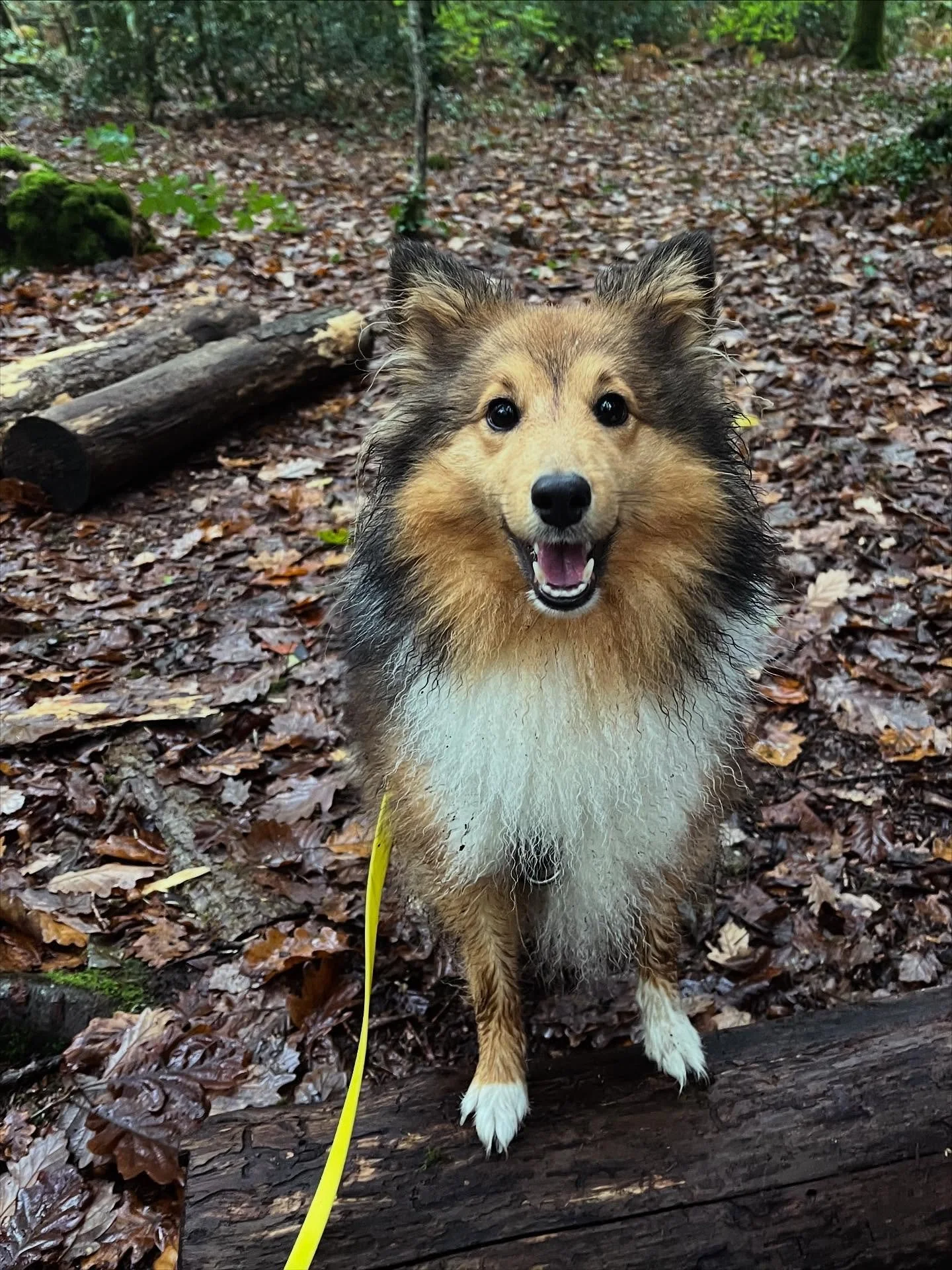 Reprise des vadrouilles sous la pluie 🍂
&hellip; et des wagons de bonheur &agrave; chaque retrouvaille 🐶💚
Ce mois-ci, les promenades du mardi ont laiss&eacute; place aux formations du cerveau &mdash; le mien 👩&zwj;🏫 et ceux des chiens 🧠🐾
Je me