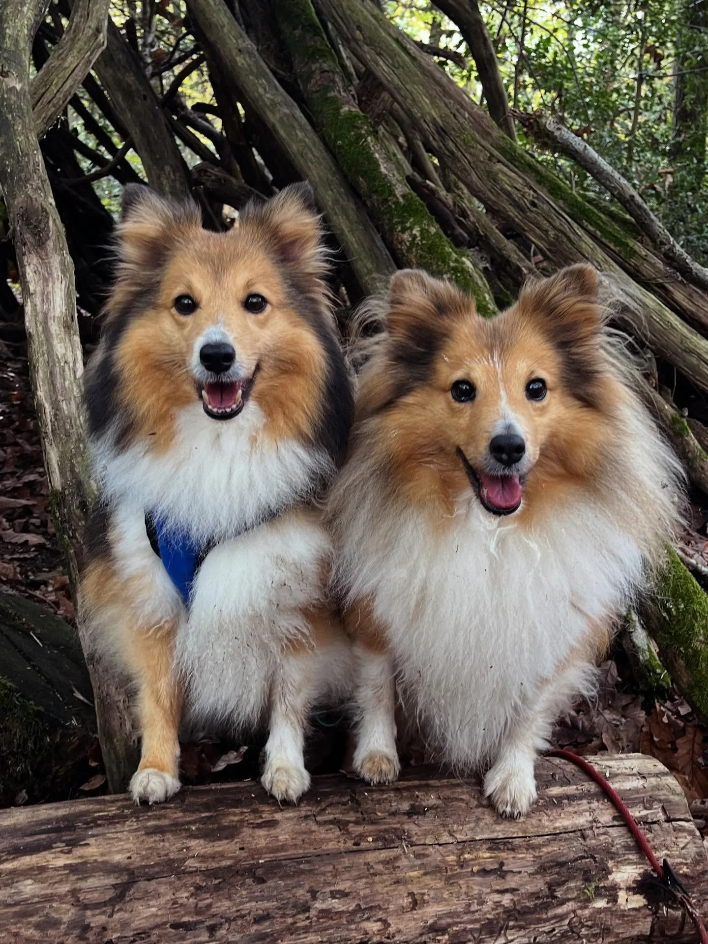 🌳 La grande vadrouille du mardi ! 🌞

Promenade collective du 12 novembre avec Rubis, Sa&iuml;an, Louna, Bobbie et mes super assistantes La&iuml;ka &amp; Pin&rsquo;Up 🐾

Encore une superbe m&eacute;t&eacute;o pour nos explorations&hellip; et comme 