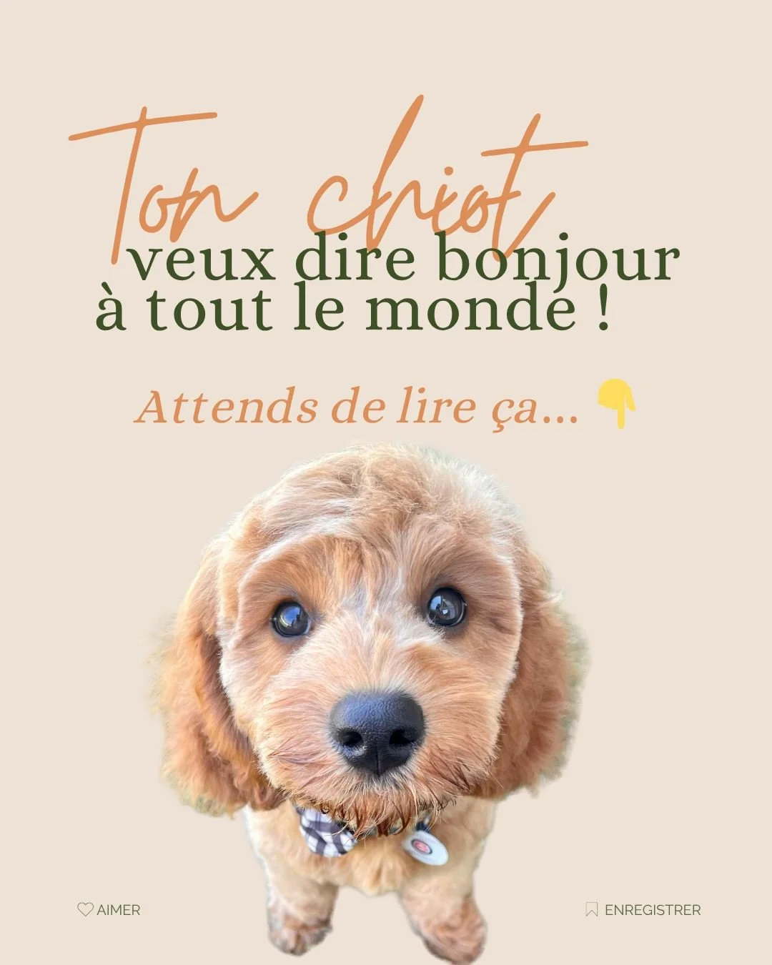 On l&rsquo;entend tout le temps :
👉 &ldquo;Oh, il est gentil ! Laisse-le dire bonjour !&rdquo; &ldquo;Allez, il veut juste jouer un peu !&rdquo;
👉 Ou encore&hellip; la personne qui fonce sur ton chiot pour le caresser sans demander 🙃

Mais voil&ag