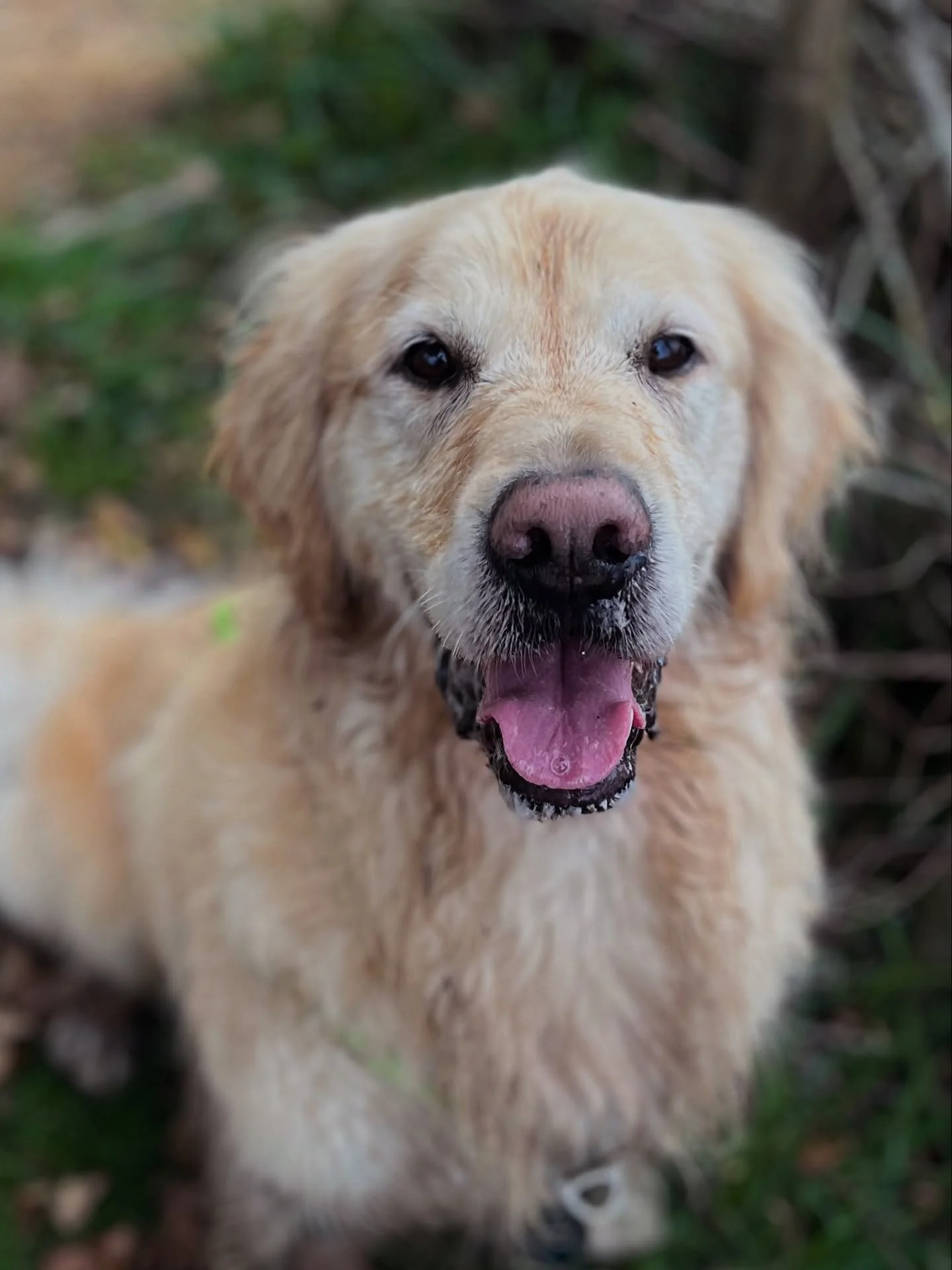 Un chien bien promen&eacute;, c&rsquo;est un chien bien dans sa t&ecirc;te&hellip; et un humain qui aura moins de b&ecirc;tises &agrave; ramasser derri&egrave;re ! 🐶🧠✨

On l&rsquo;oublie parfois, mais les promenades sont essentielles au bien-&ecirc