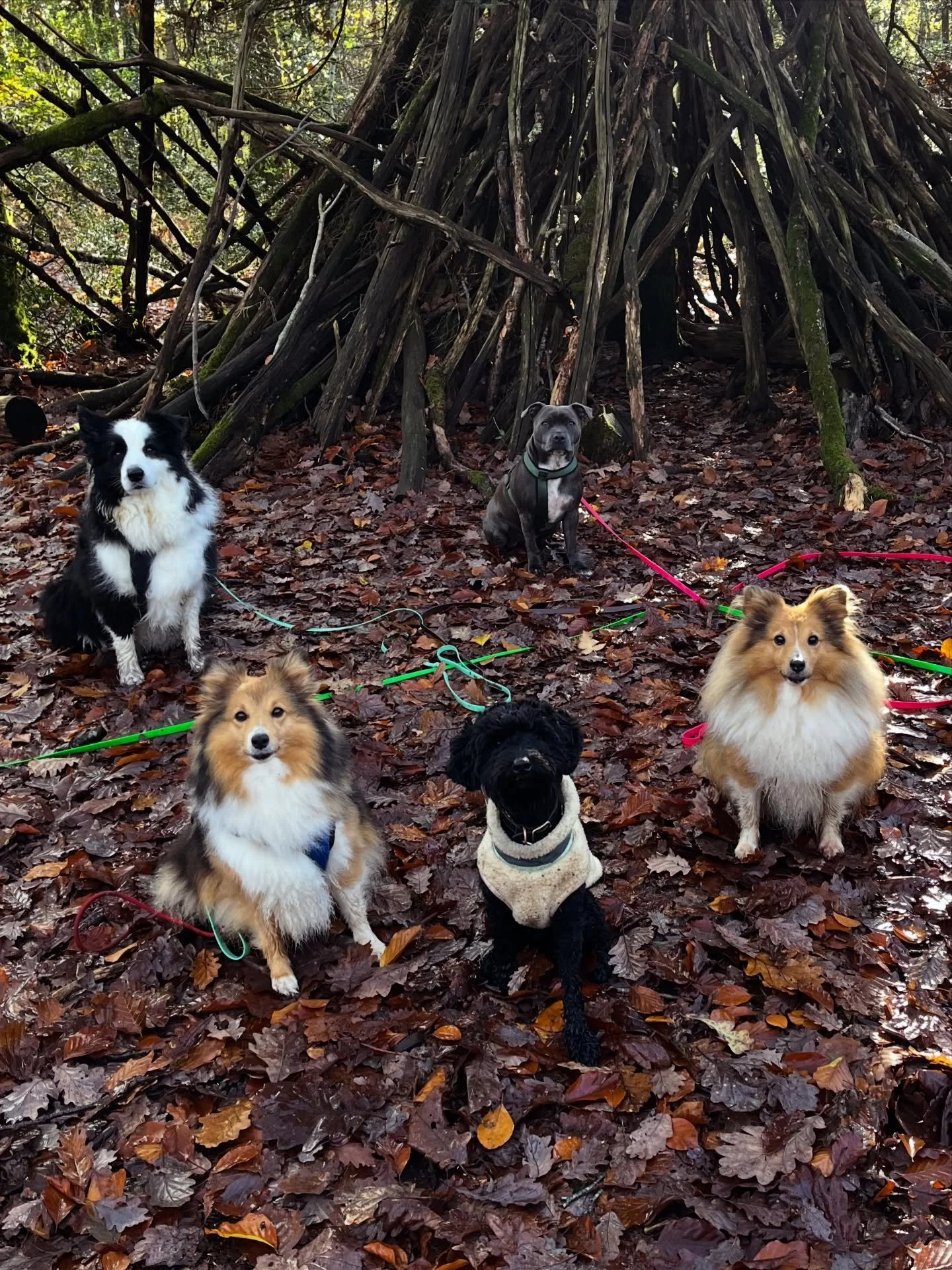 Nouvel &eacute;pisode de mes aventures : direction la for&ecirc;t de Touffou, notre terrain de jeu pr&eacute;f&eacute;r&eacute; pour transformer une balade en vraie exp&eacute;dition canine ! 🌲💨

Pour la grande vadrouille du jour, j&rsquo;avais une